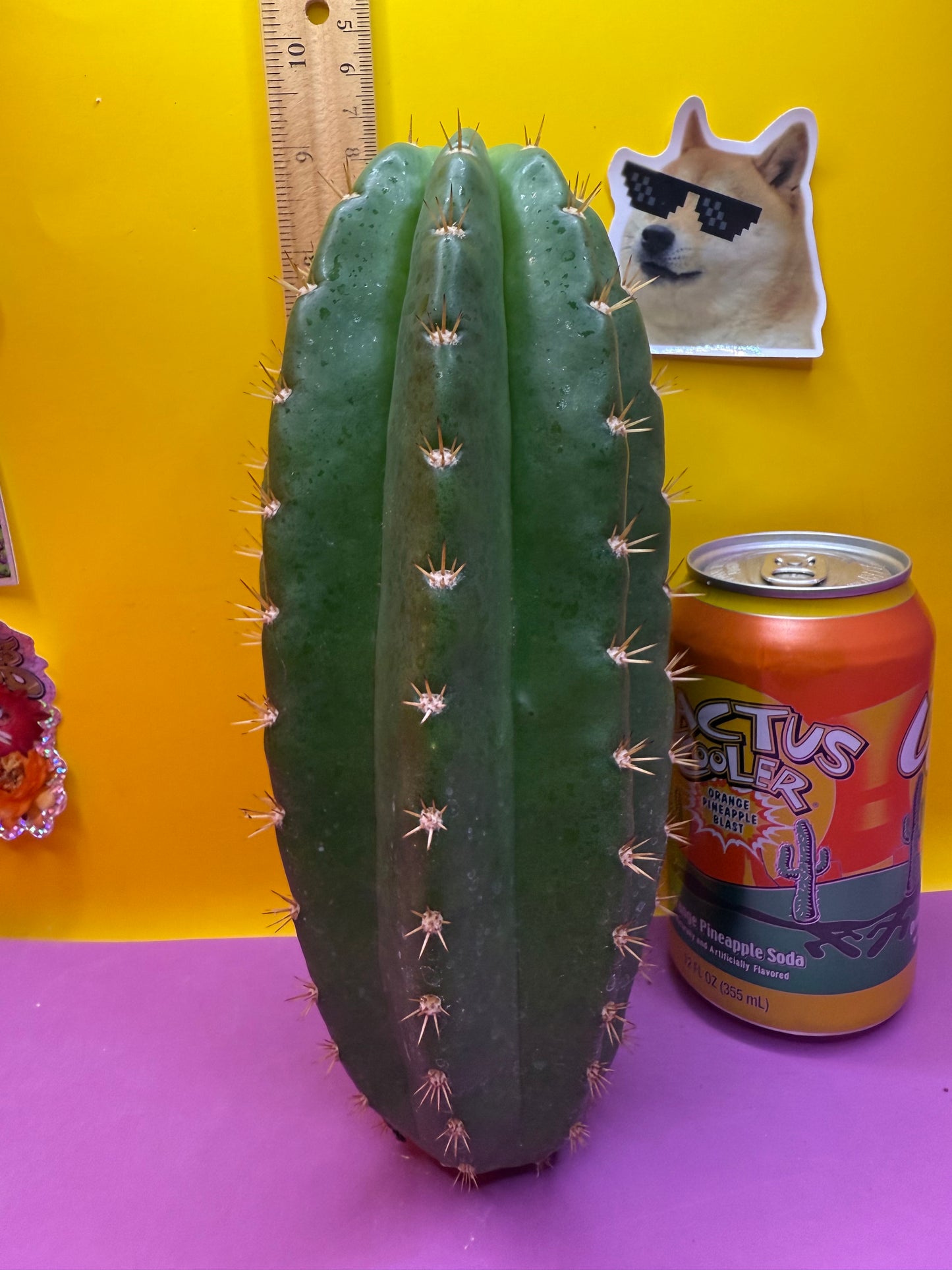 CACTO HEBRIDO !