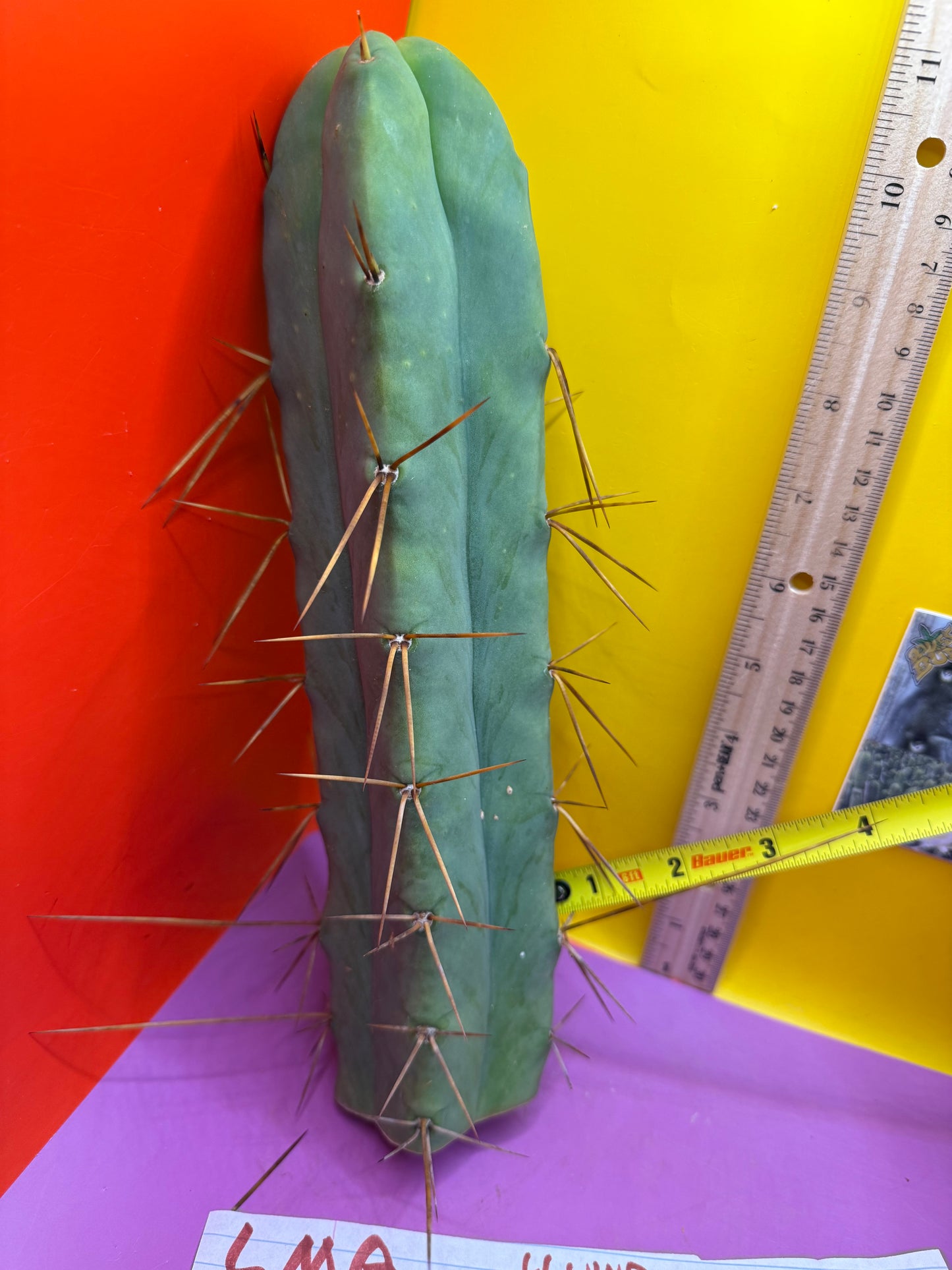 4 Wind Bridgesii “LMA” La Mirada Angelo