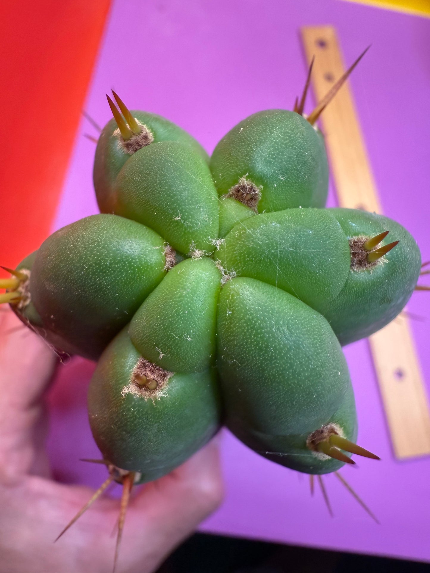 Yowie x Wowie cactus cutting