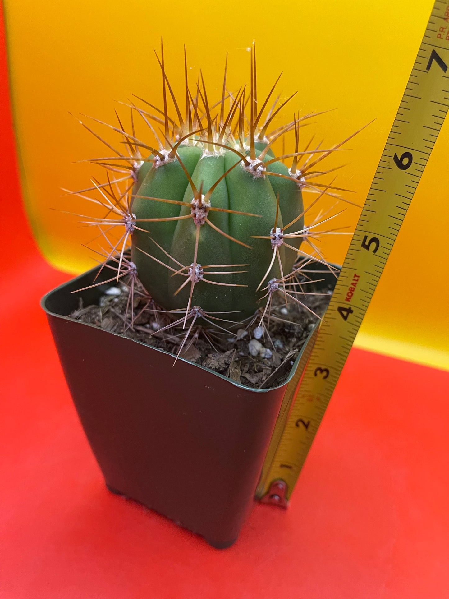 Trichocereus Terscheckii !!