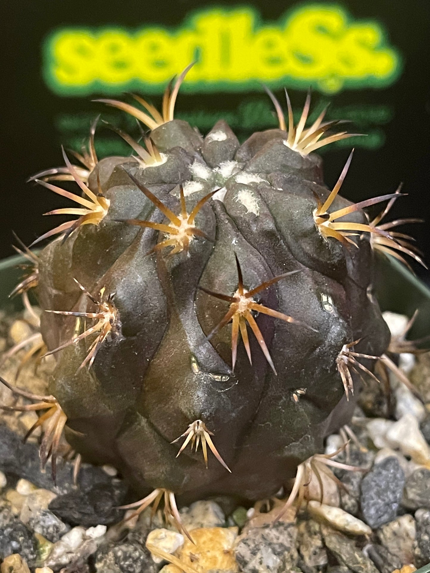 Copiapoa Dura