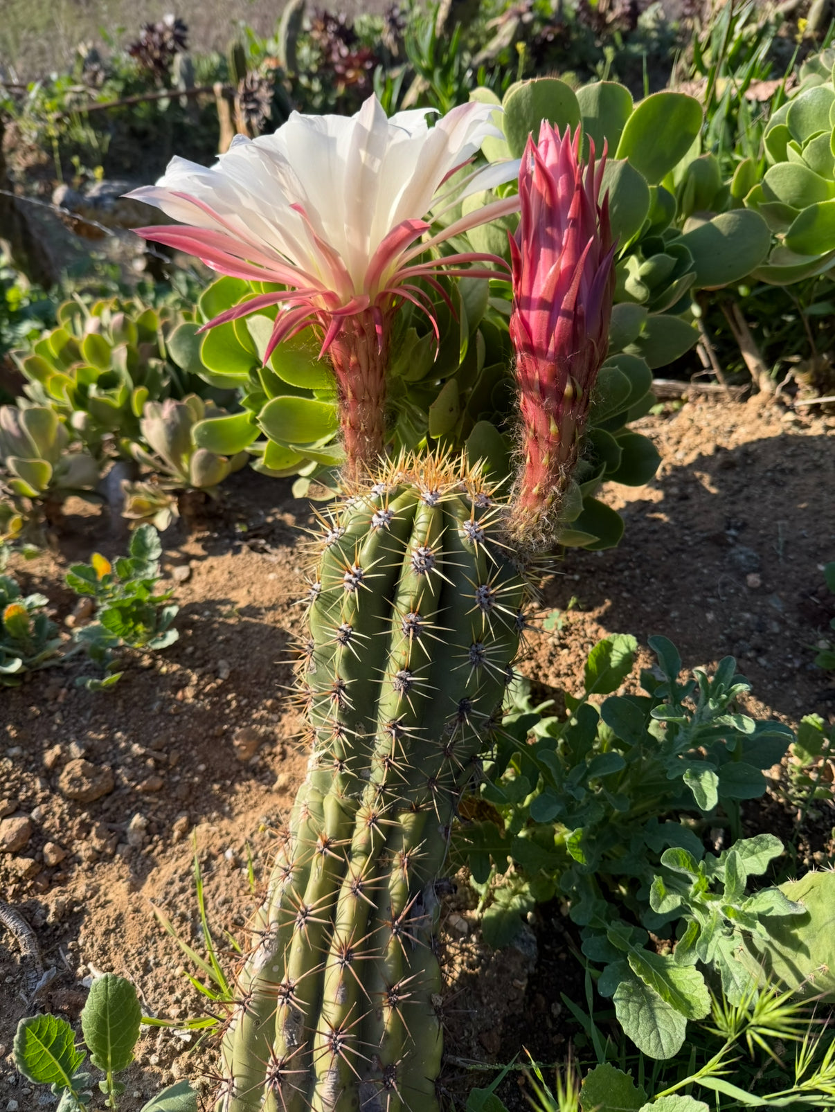 Trichocereus Candacans Seeds