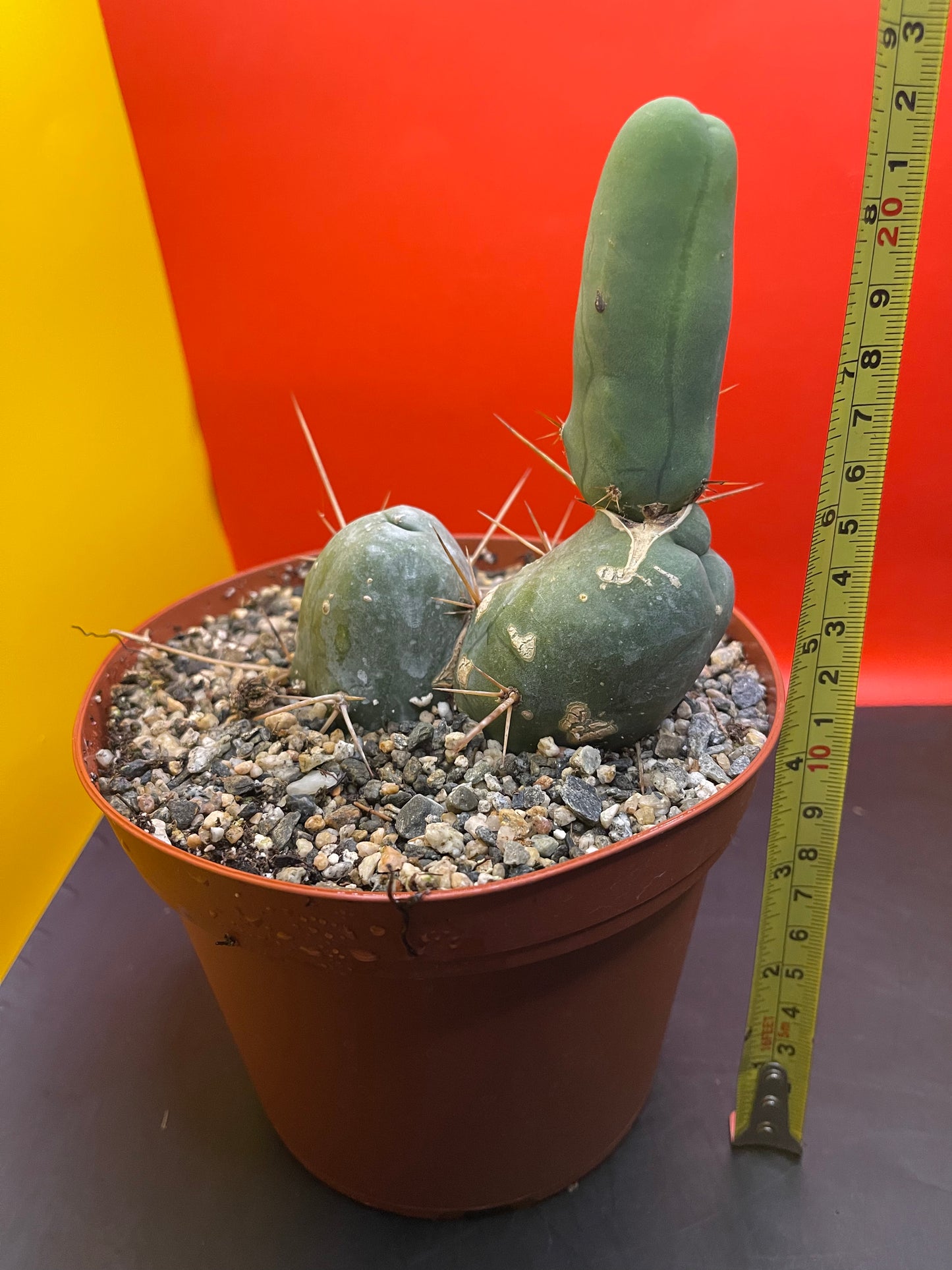 PENISCACTUS!!!