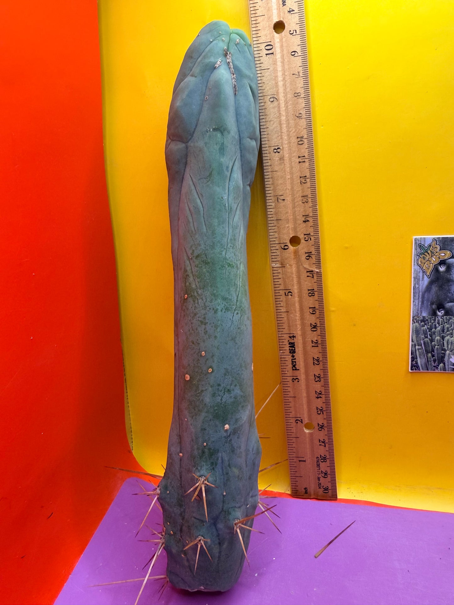 Long form TBM cactus cutting type A