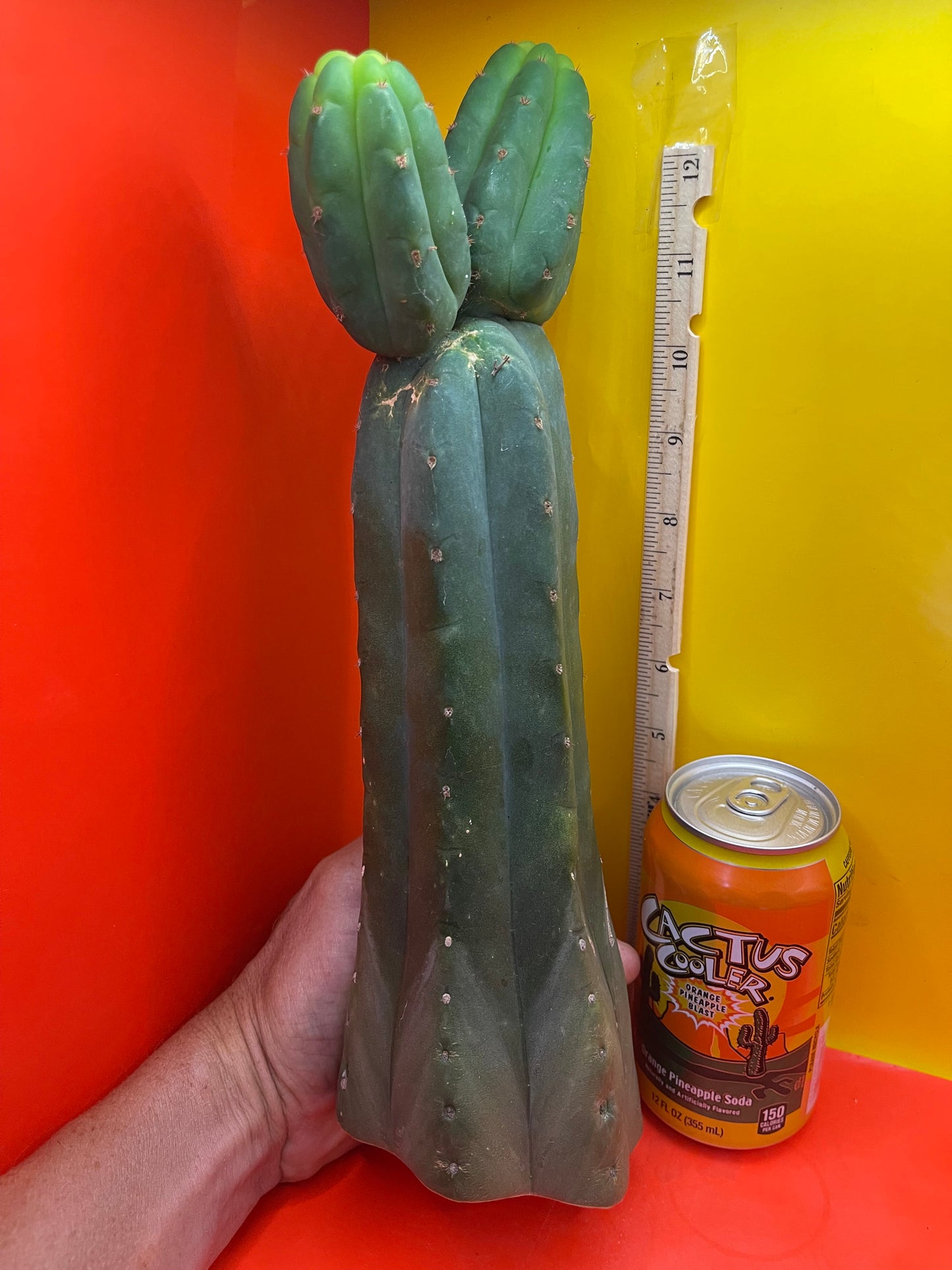 Trichocereus , San Pedro cactus cutting (NOT-p.c.) …..cultivar name is  CAHUILLA !!!