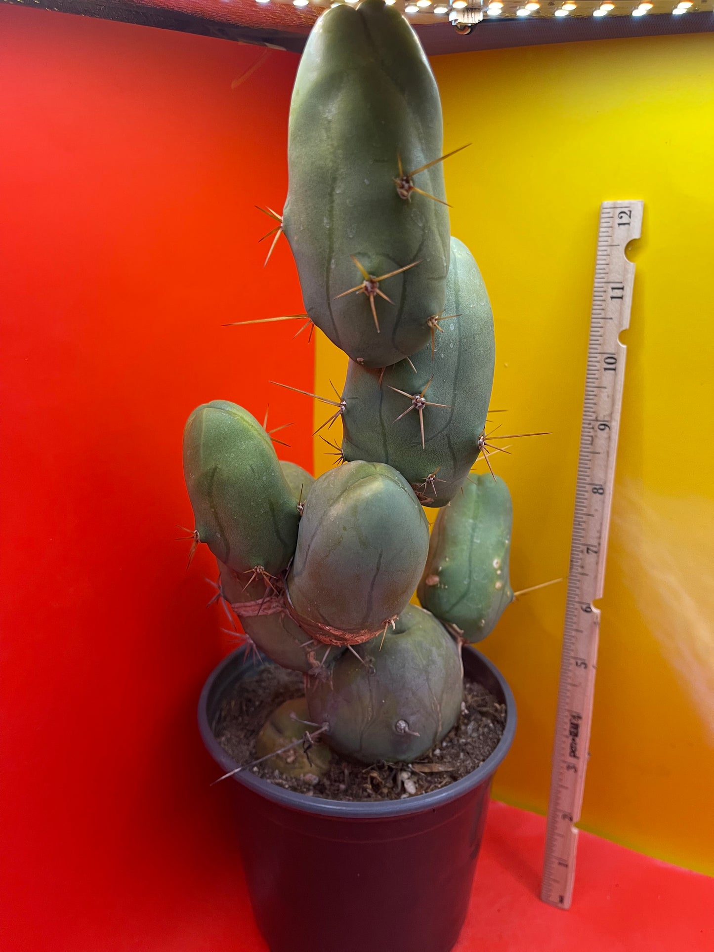 EXTRA LARGE TBM-b cactus in pot