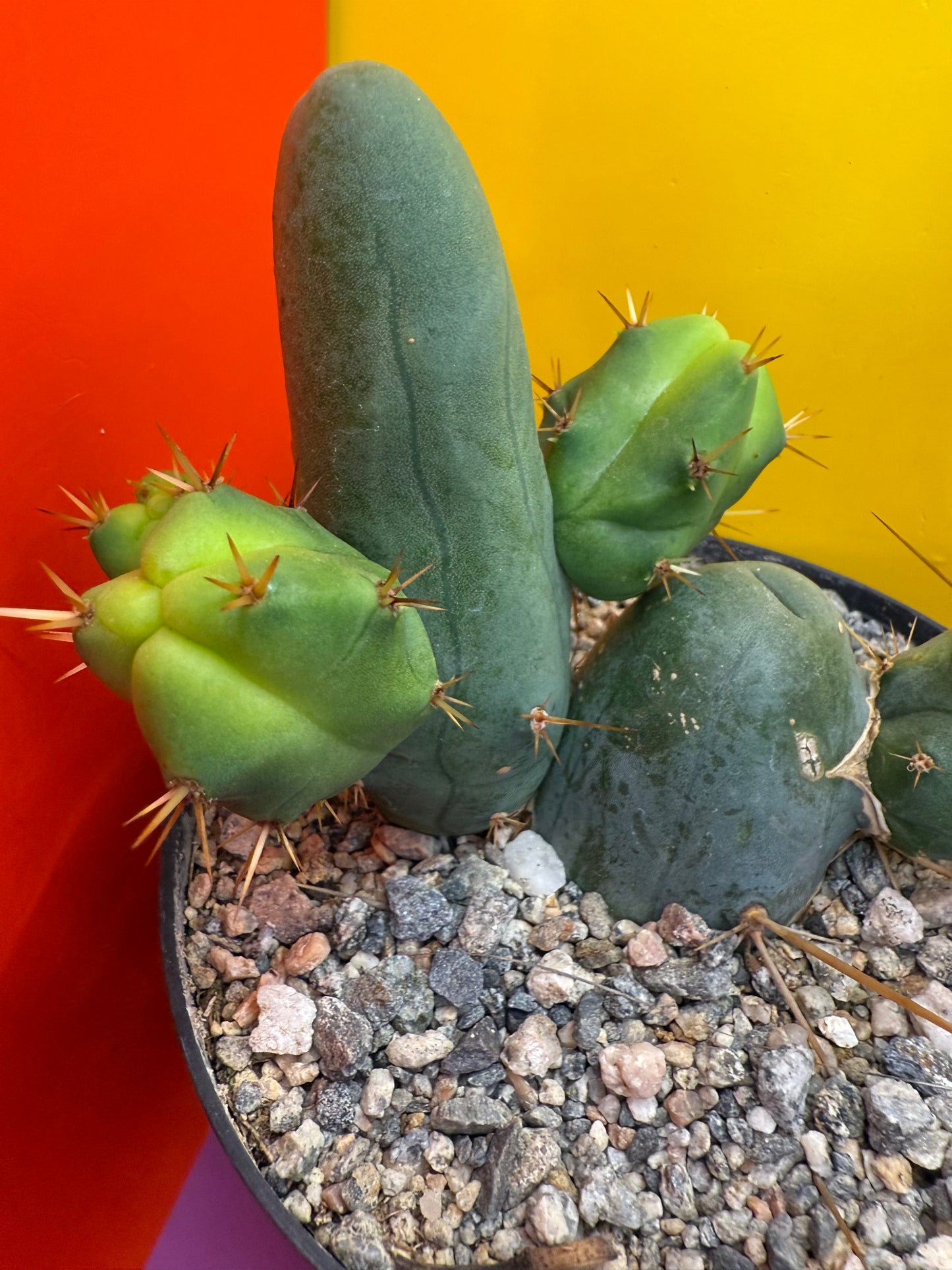 Tbm in 6” wide pot with 6 segments