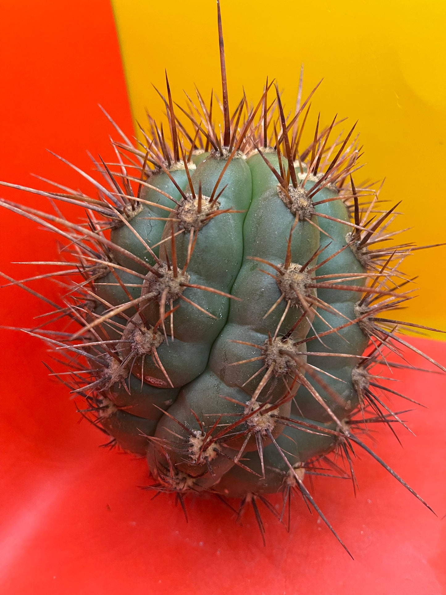 Trichocereus Tacaquirensis