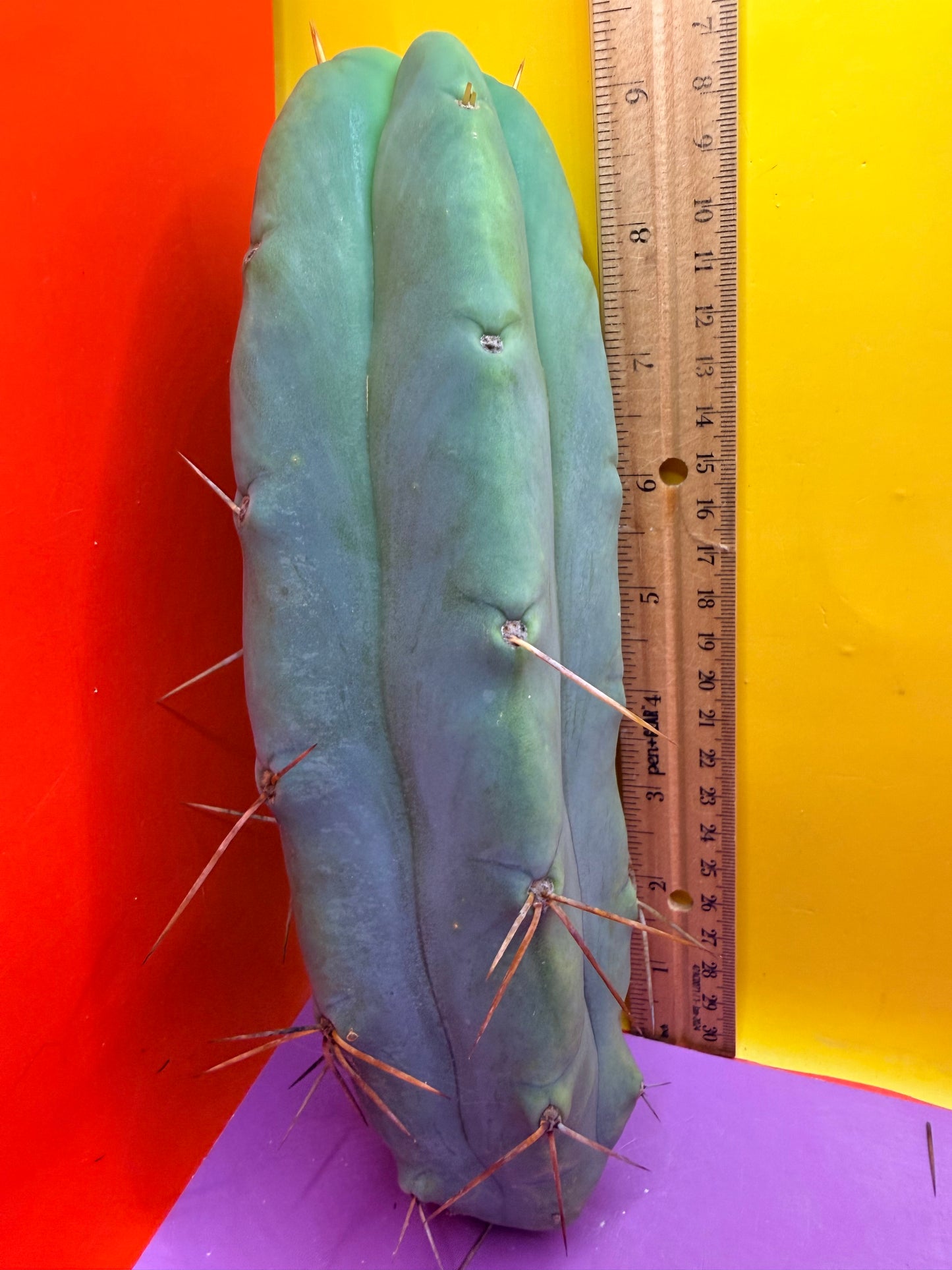 Bald BRIDGESII “LMA” La Mirada Angelo