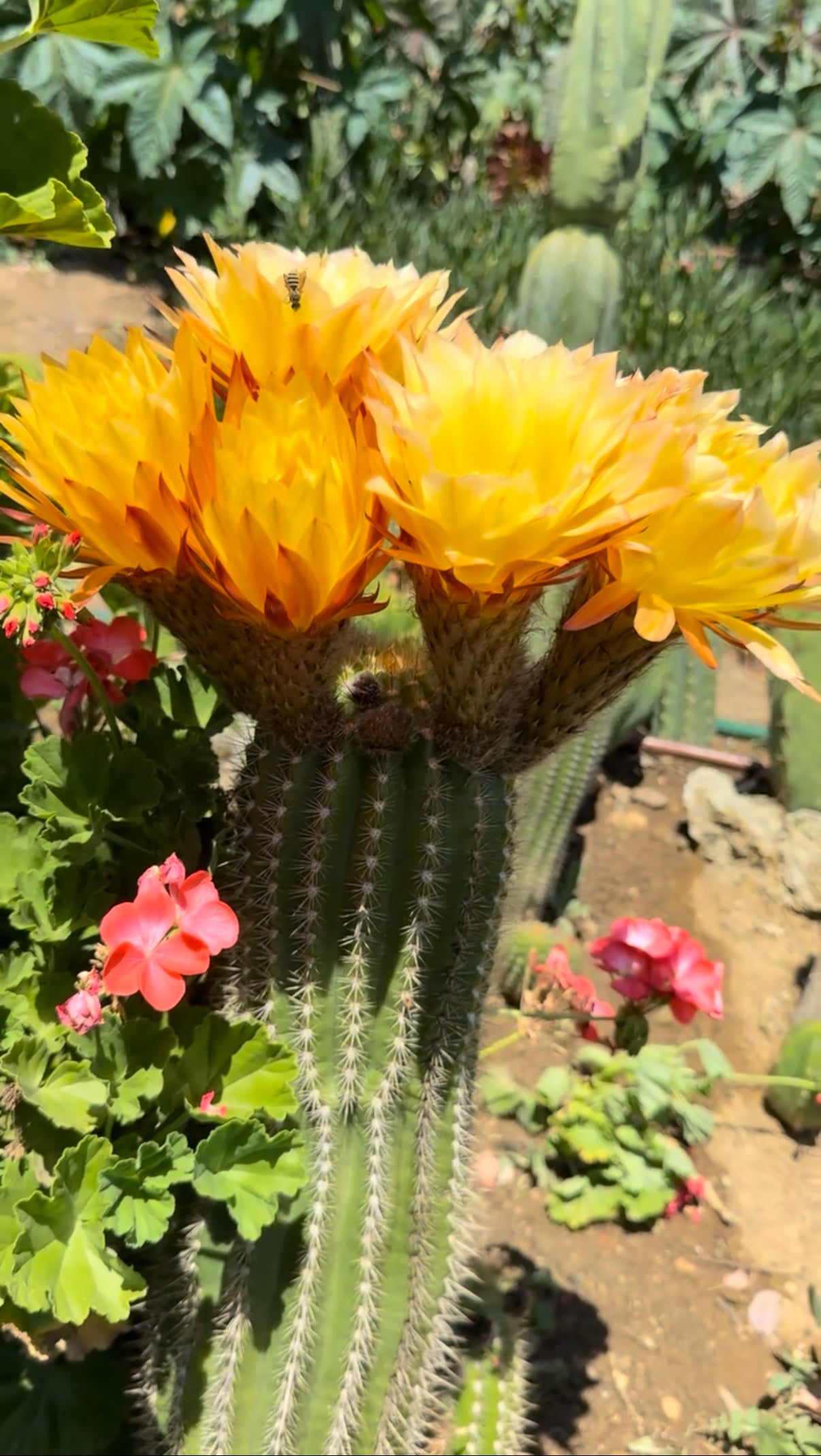 100 seeds ! “SEISMIC SUNSHINE”X”GLZAM NEON PINK”