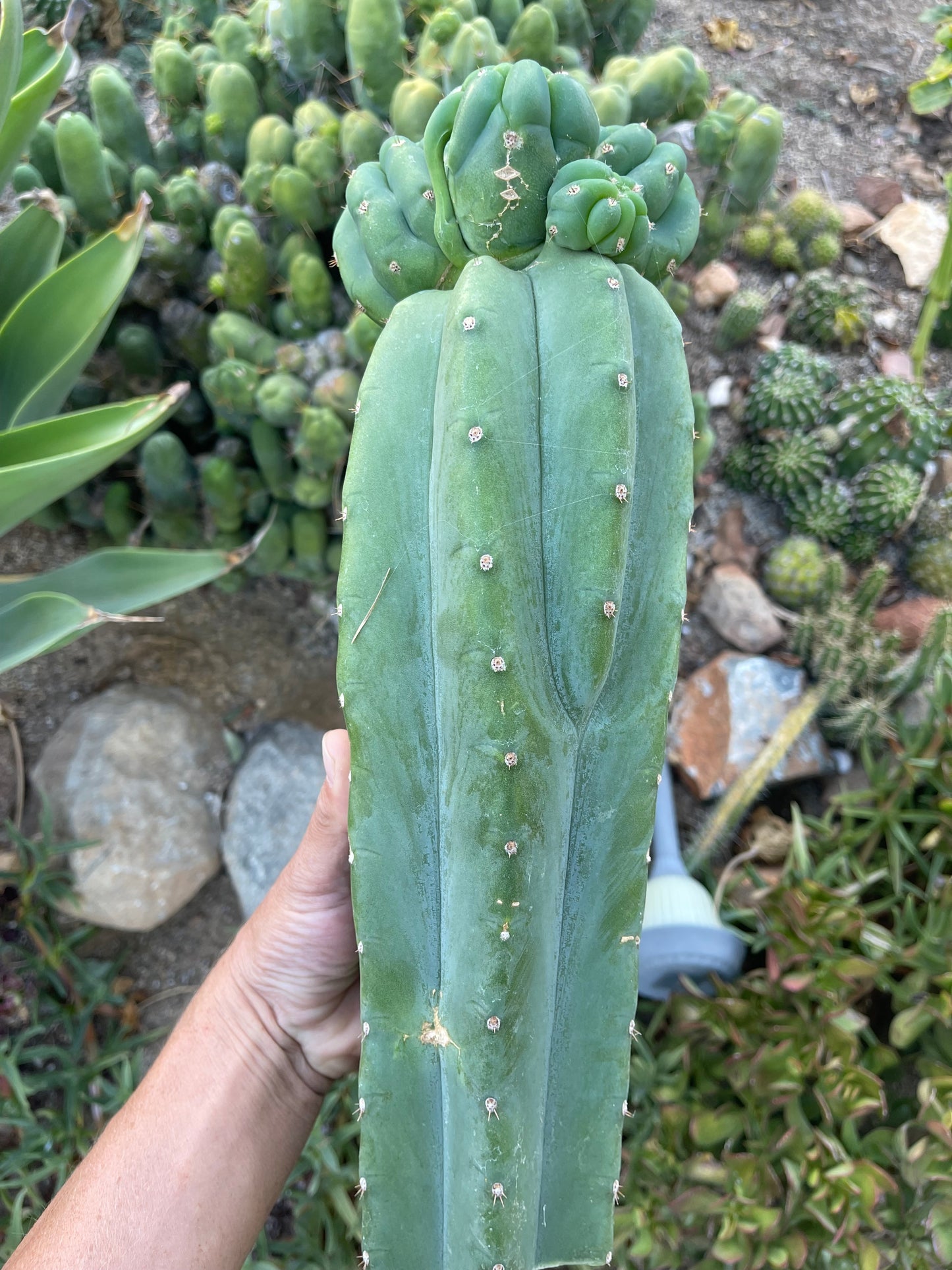 Freak Cahuilla !!! Trichocereus