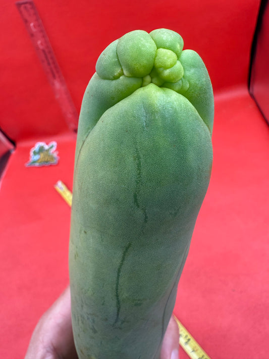 LONG FORM ! TBM-A cactus