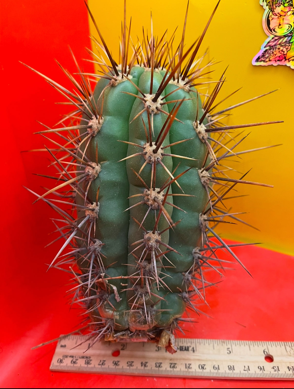 FREE TRICHOCEREUS TACAQUIRENSIS SEEDS !