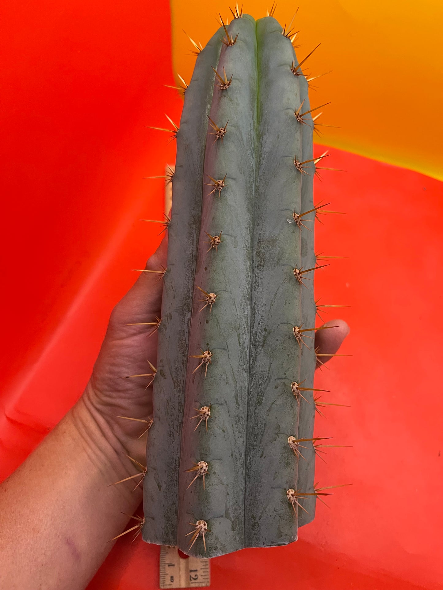 Trichocereus