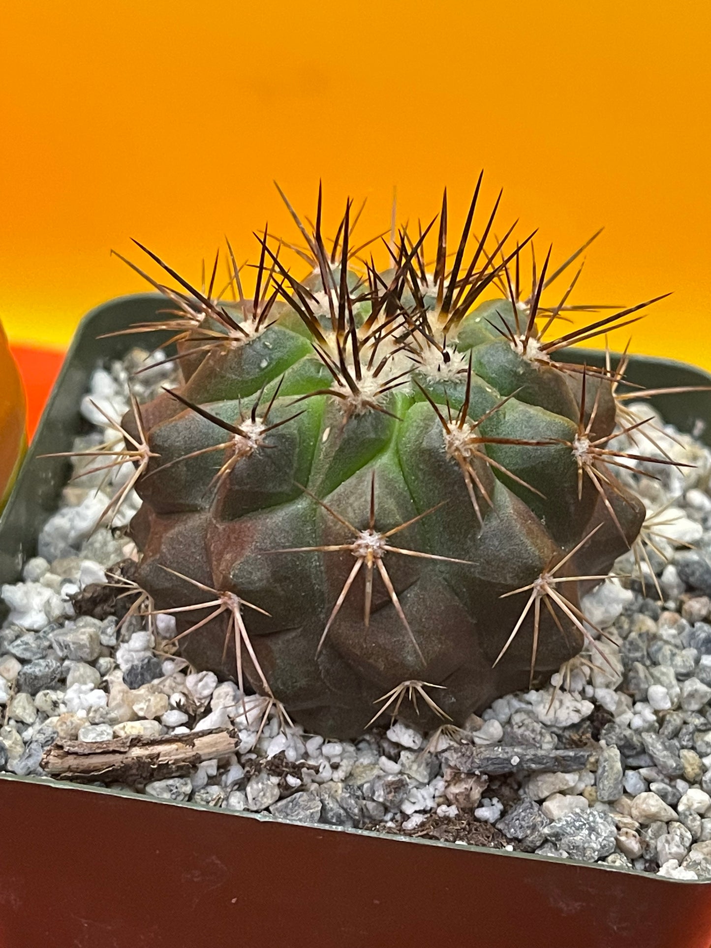 Copiapoa !