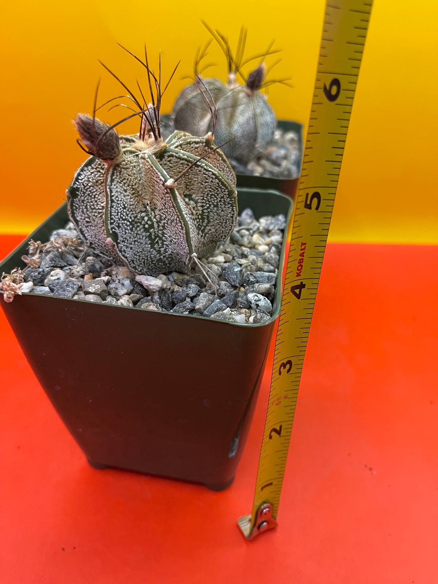 Astrophytum ornatum with flower buds