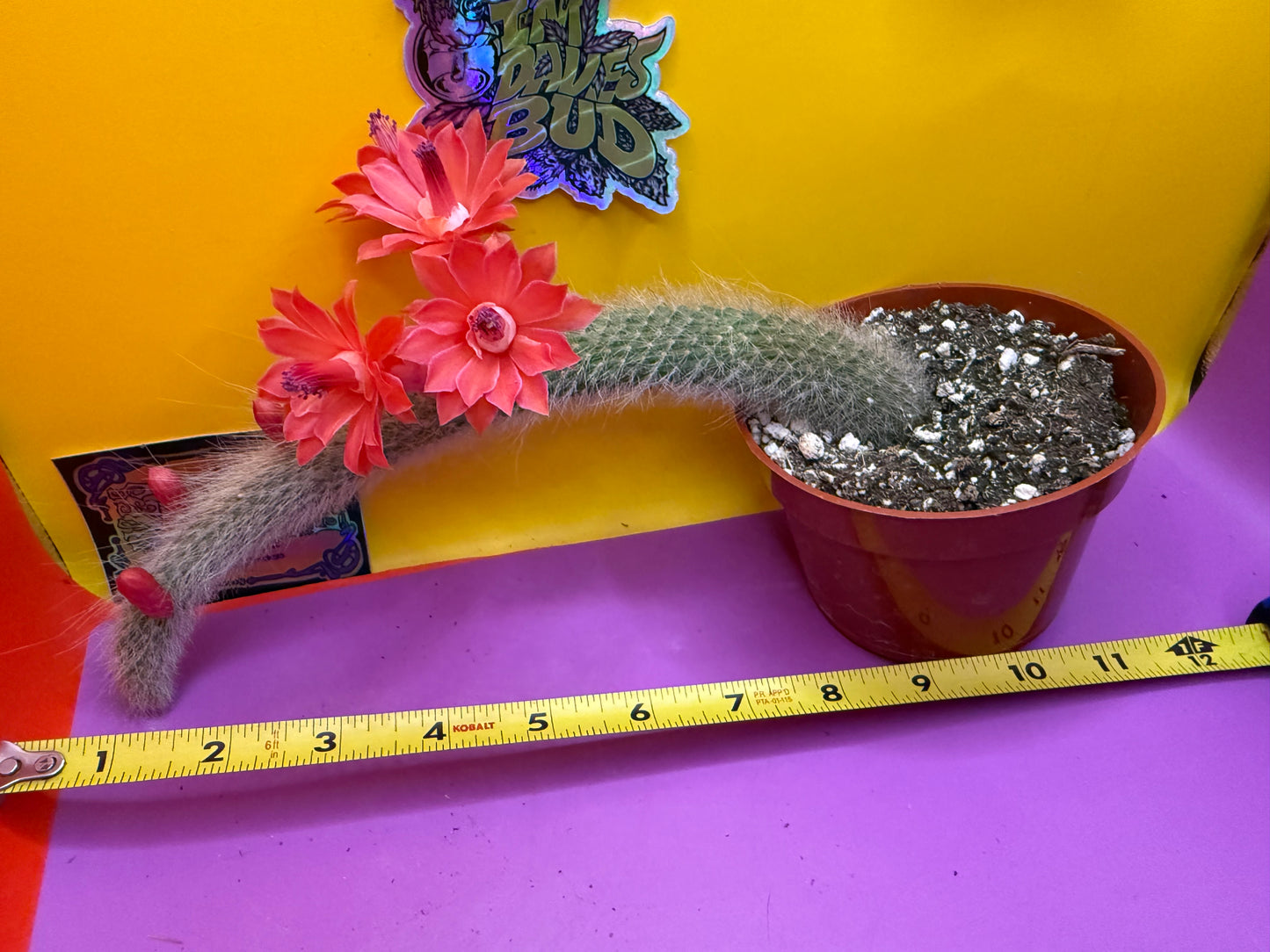 Monkey tail cactus !!