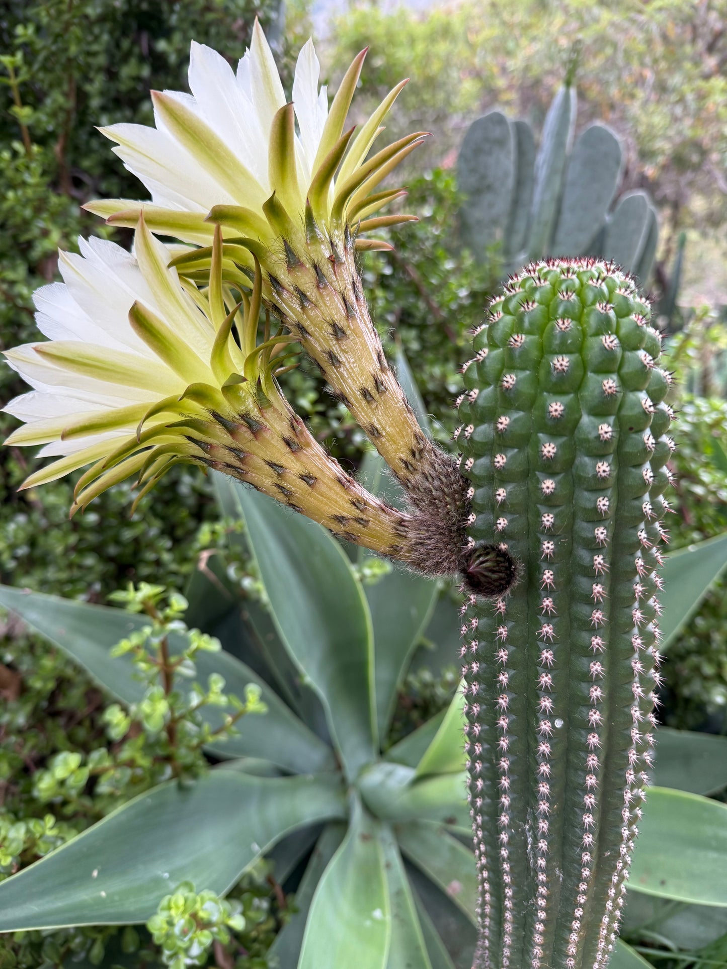 Trichocereus Brevispinulosus x Cahuilla seeds