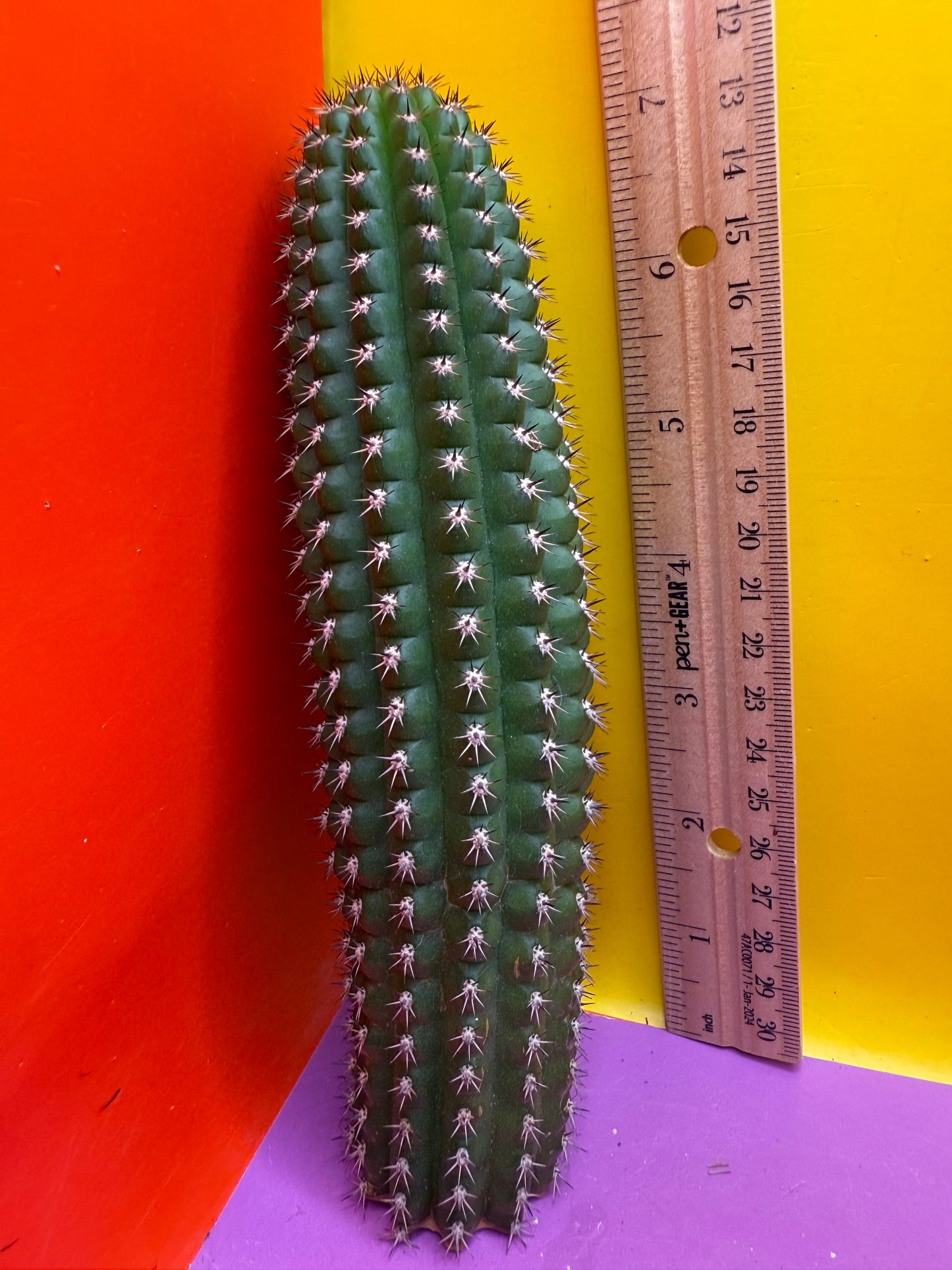 Trichocereus Brevispinulosus