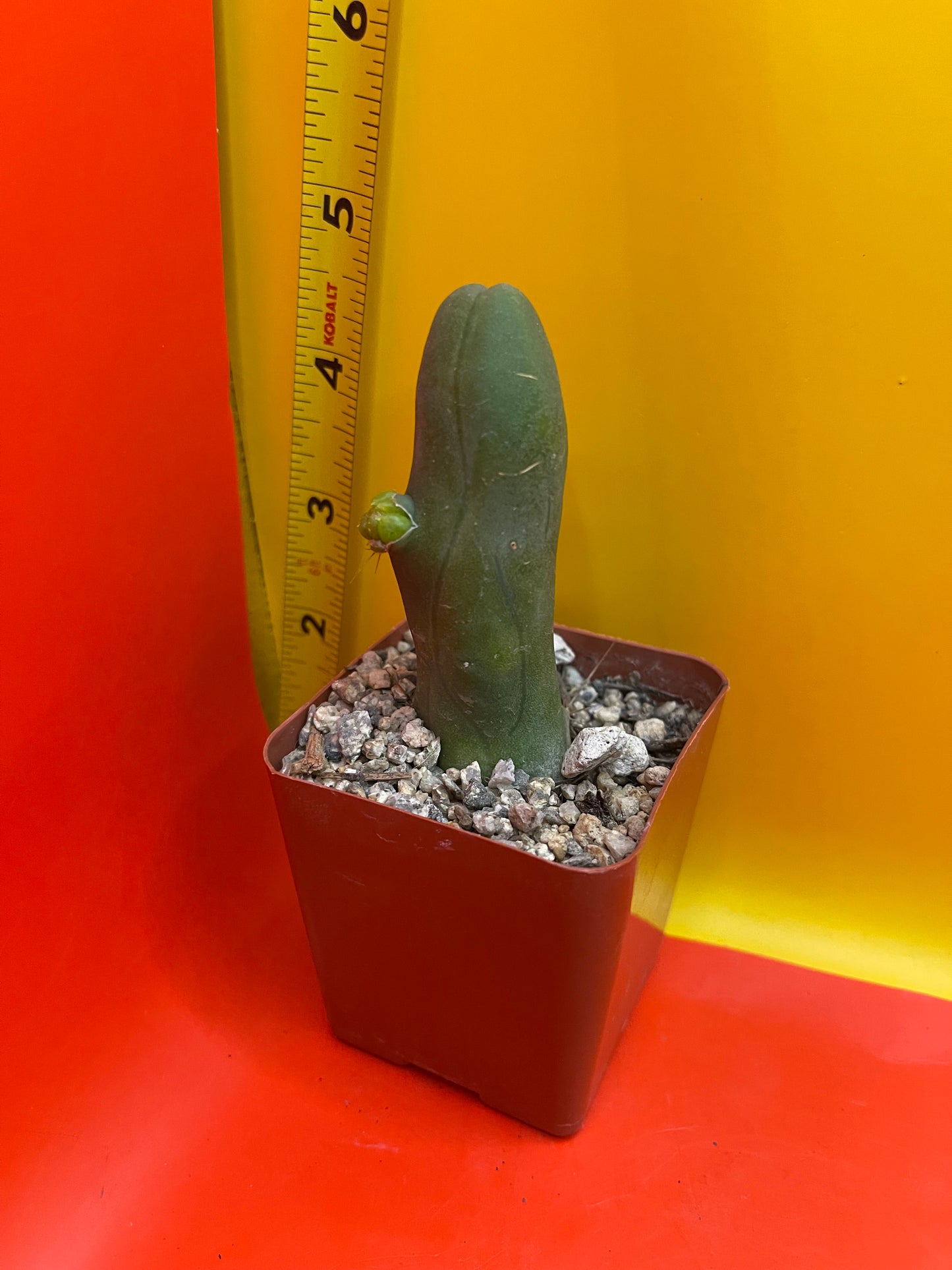 PENISCACTUS!!