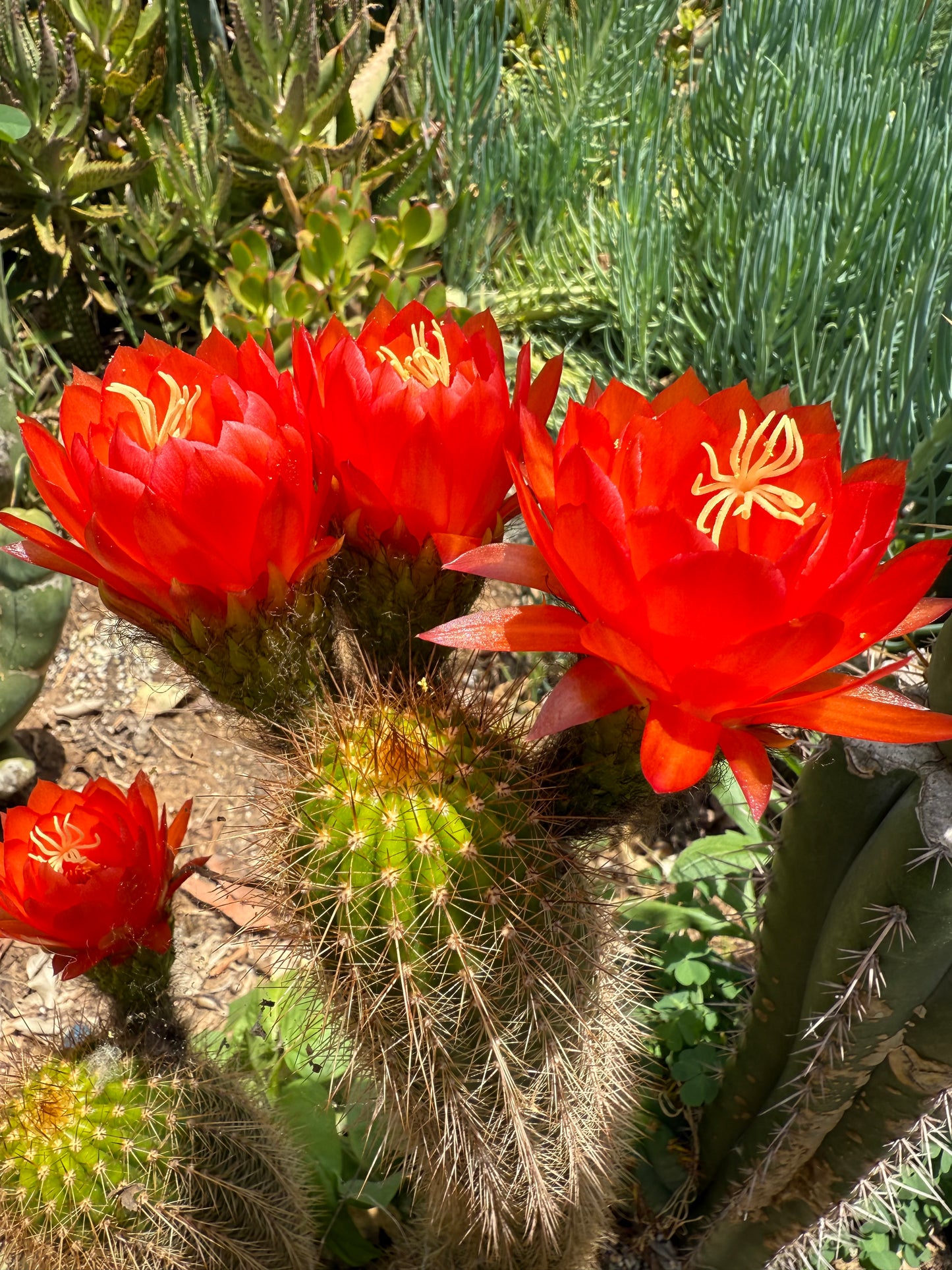 Trichocereus strigosus x Huascha Seeds