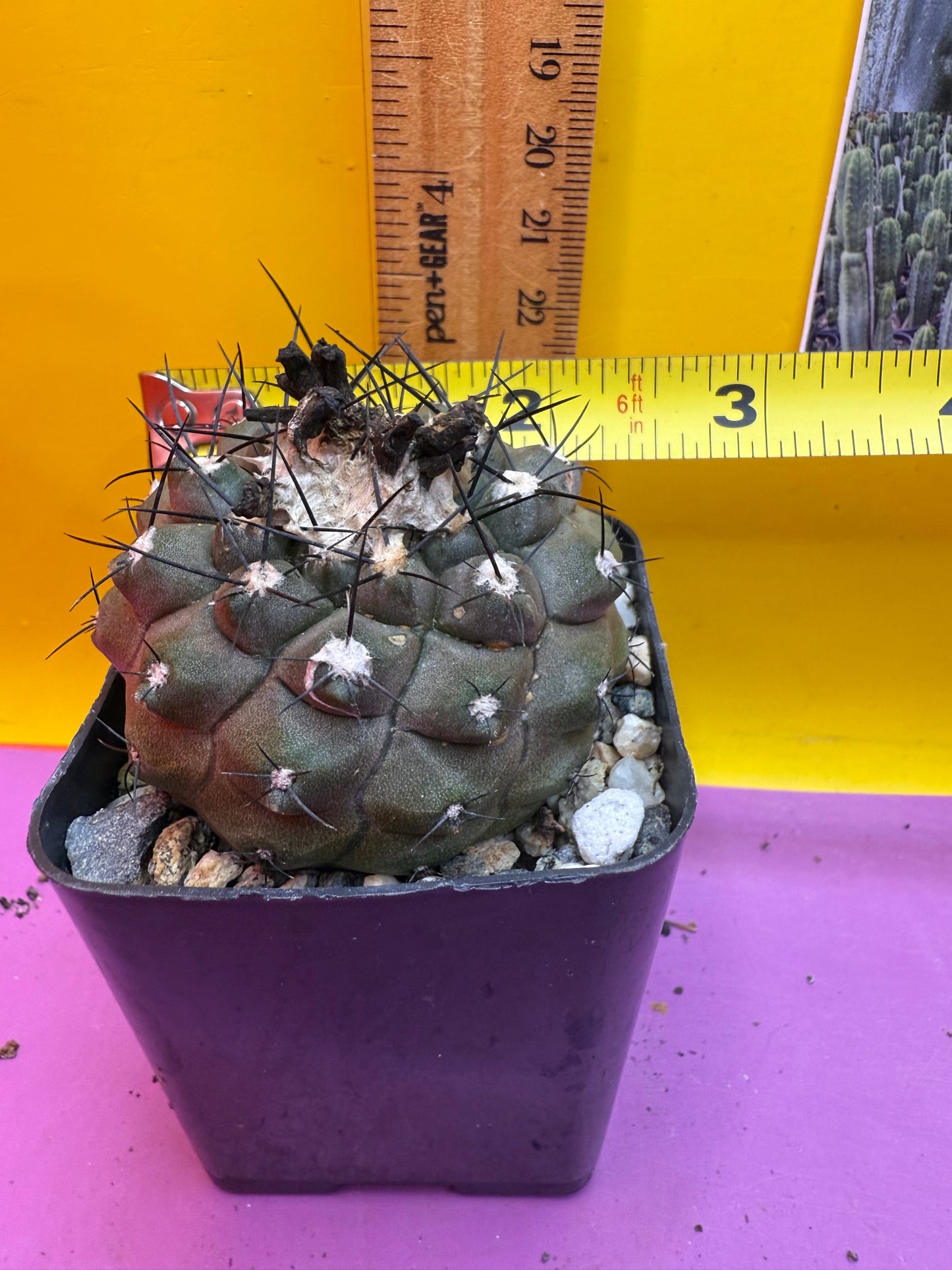 Copiapoa