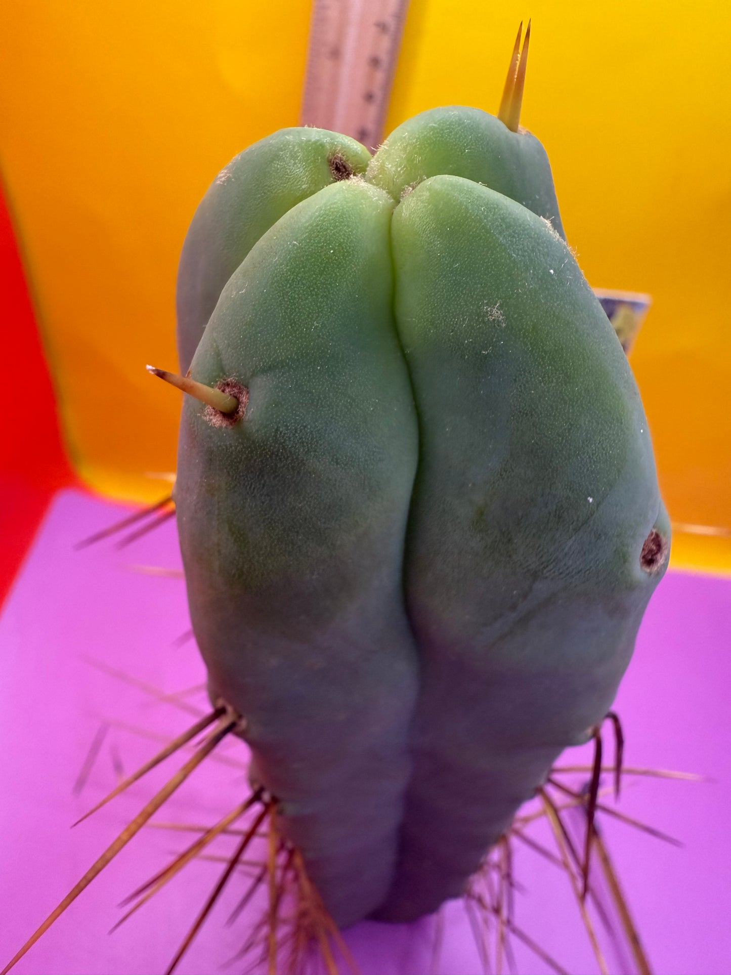 4 Wind Bridgesii “LMA” La Mirada Angelo