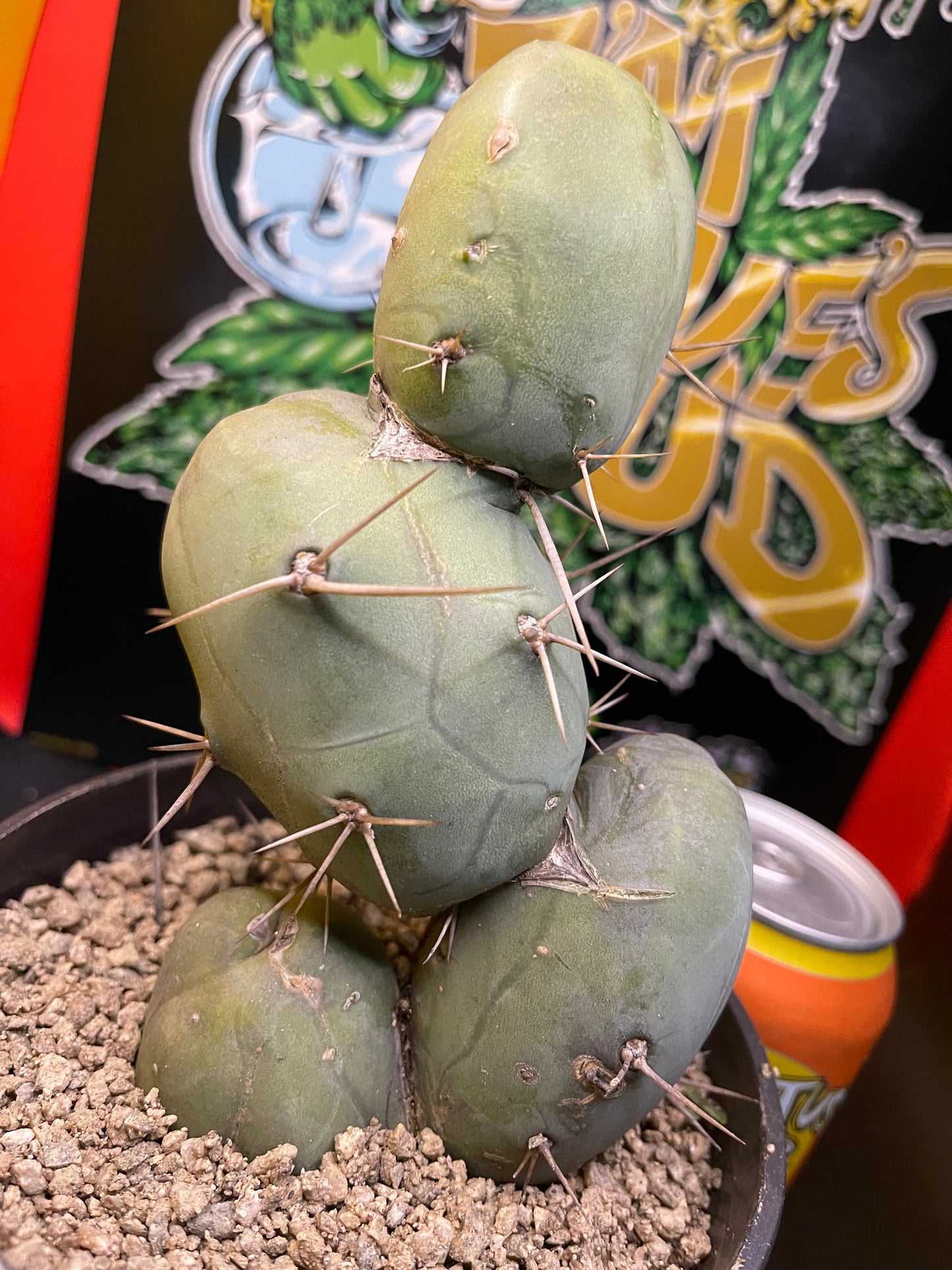 PENISCACTUS !!