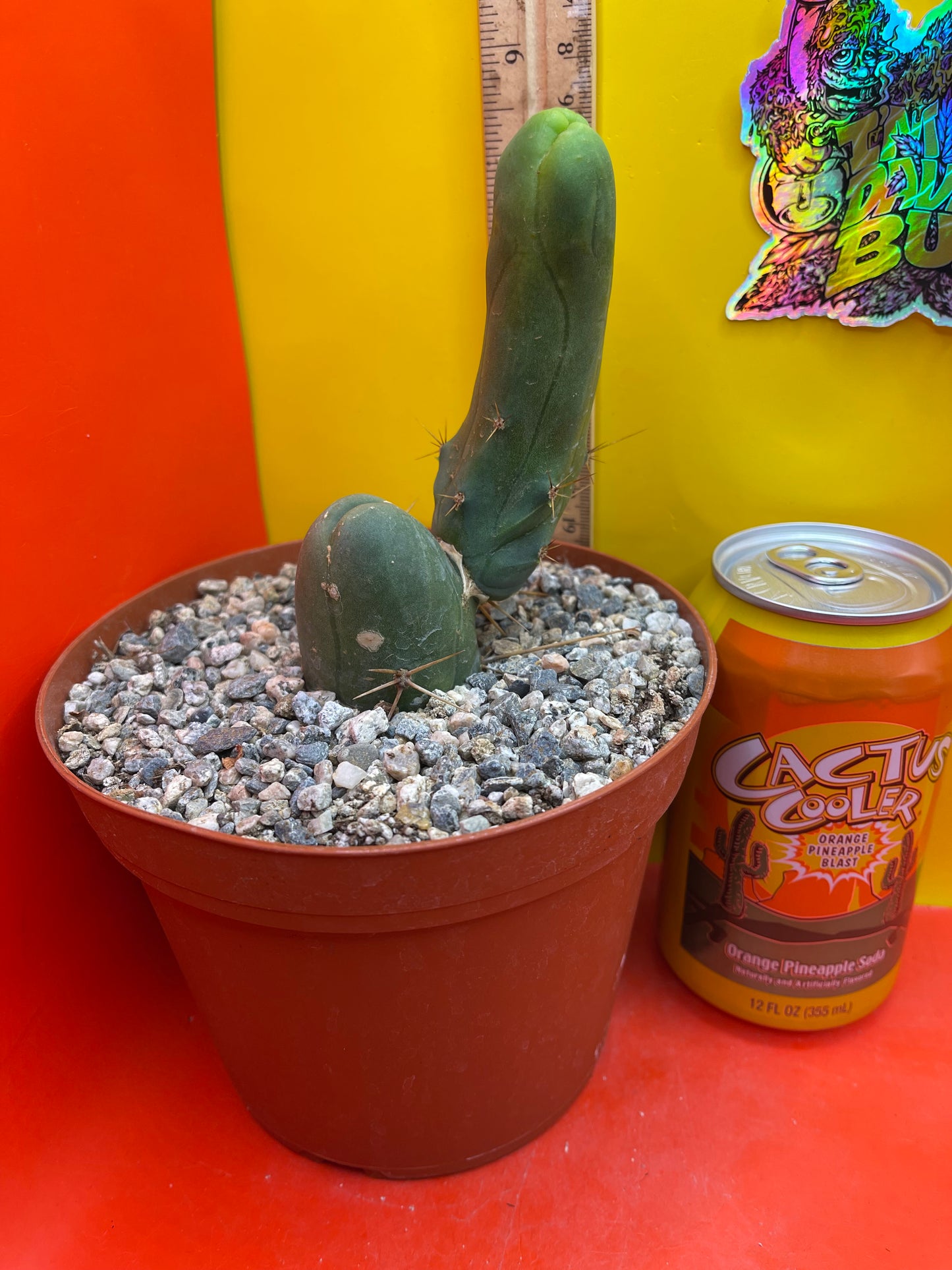 TBM exact cactus ships in 6” pot