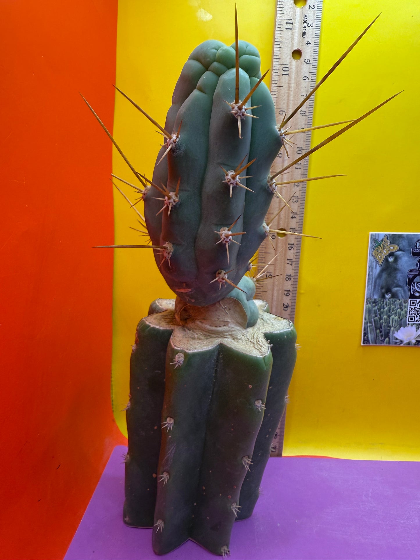 Bruce’s dragon graft