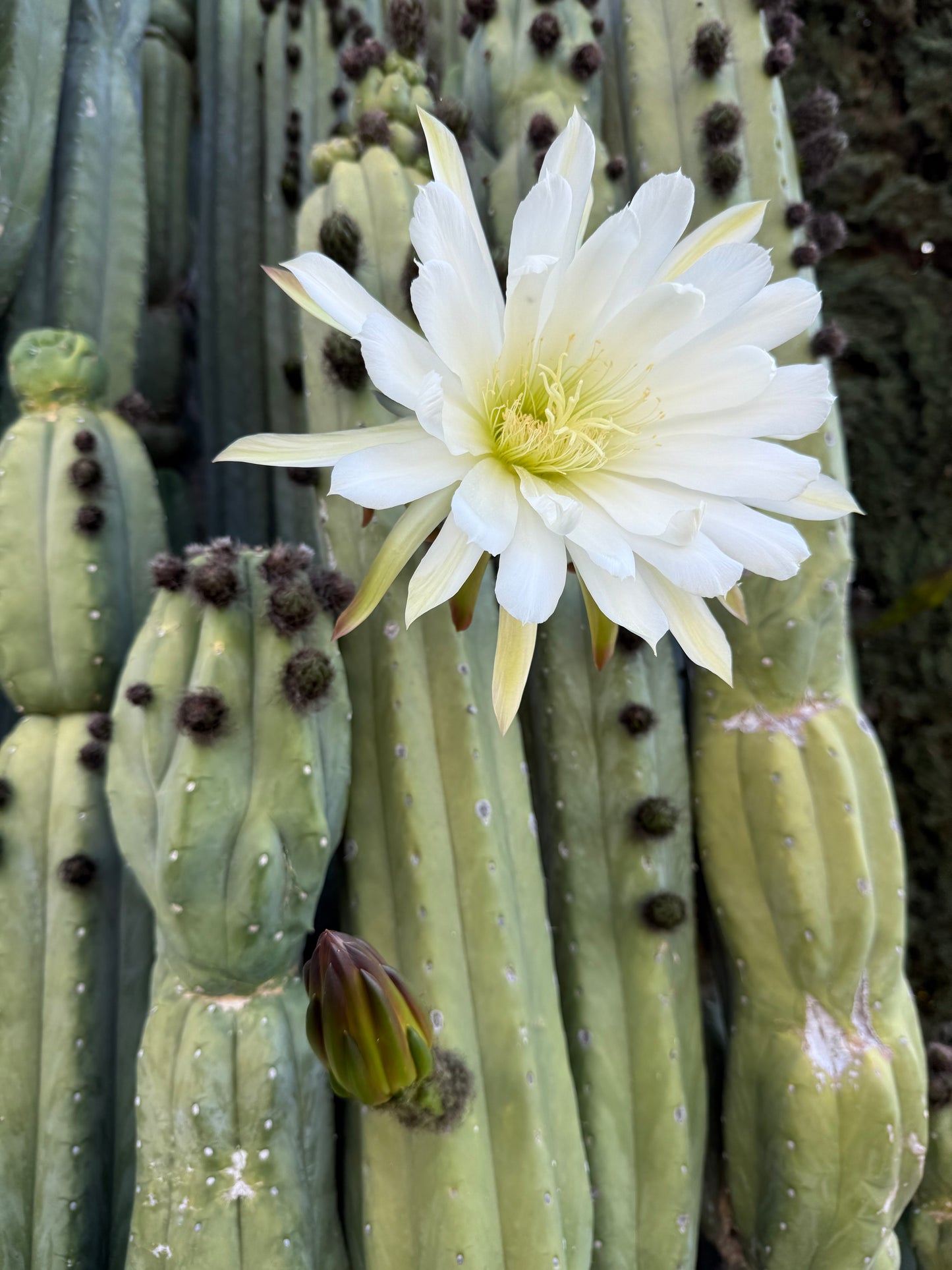 Cahuilla x Candacans Seeds