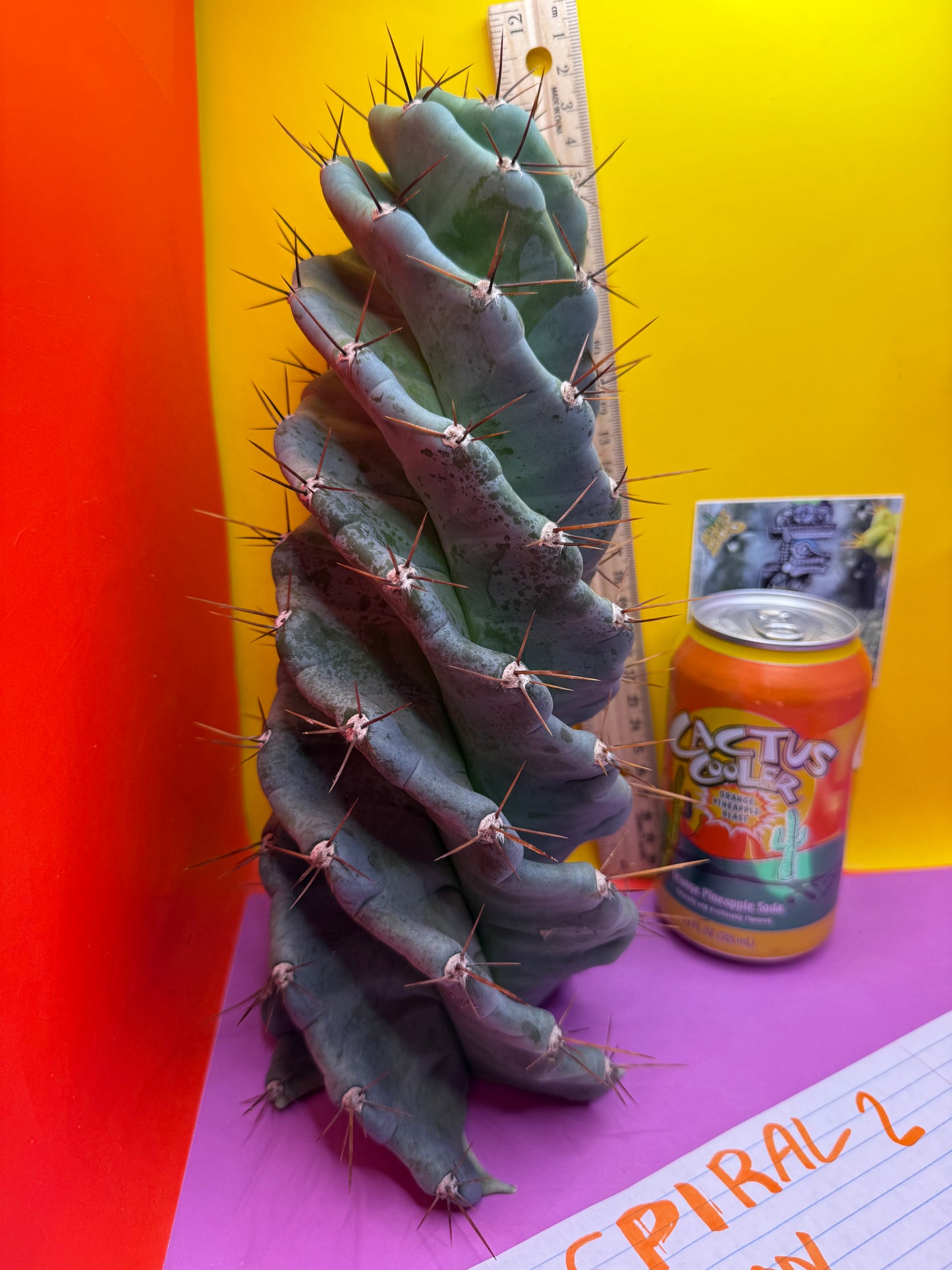 SPIRAL 🌀 CACTUS 🌵!!!