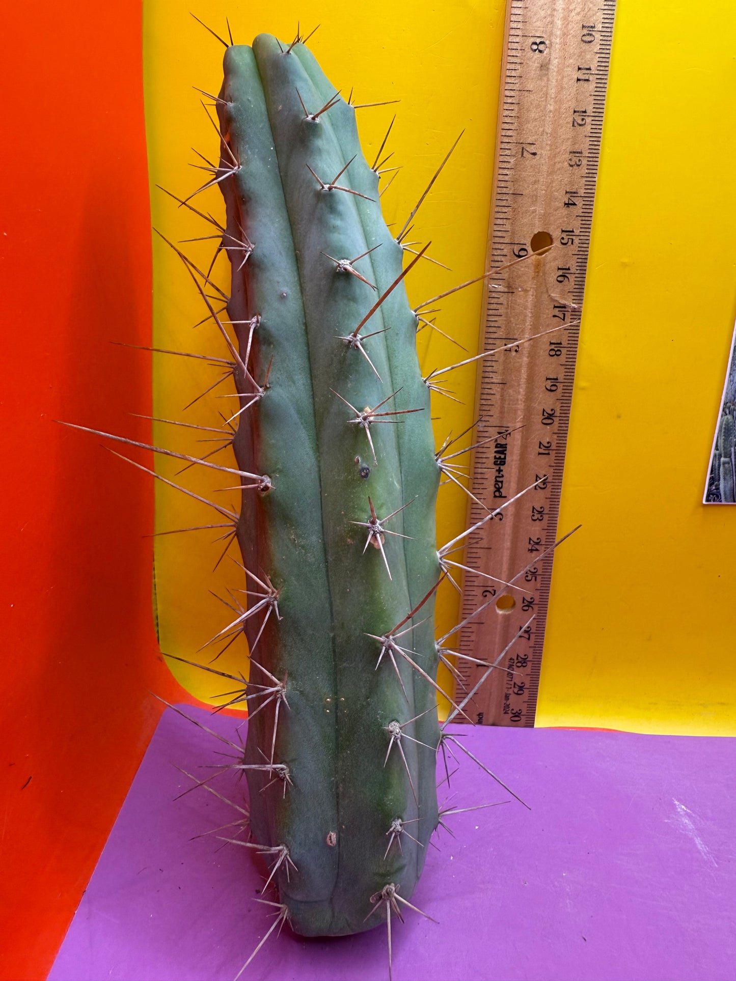 “MINI ME” trichocereus bridgesii