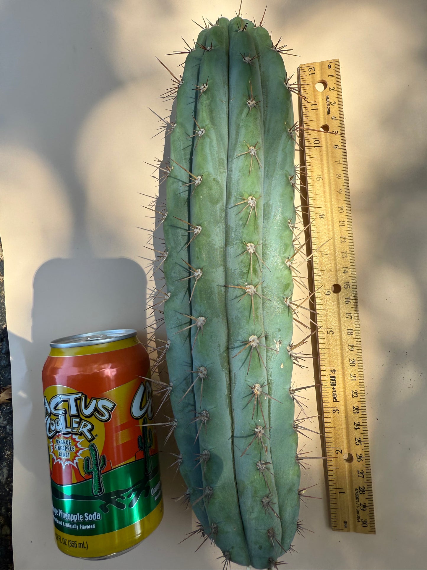 SERRA BLUE San Pedro Cactus ! 4” thick and over a foot long !!