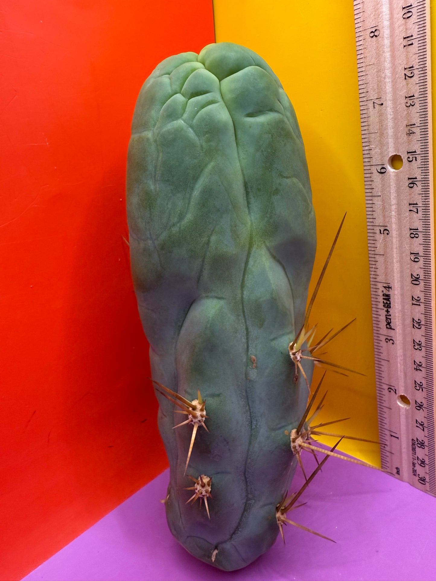 Big Thic Bruce’s Dragon 🐉