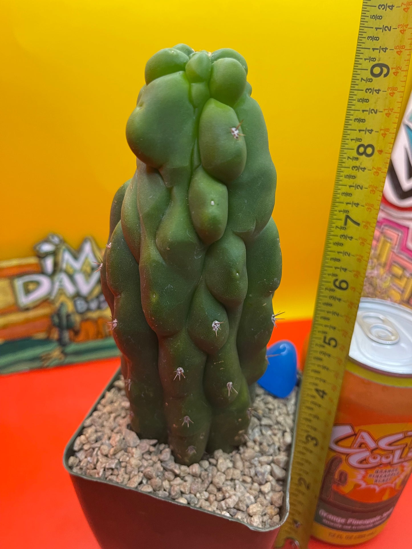 TPM CACTUS