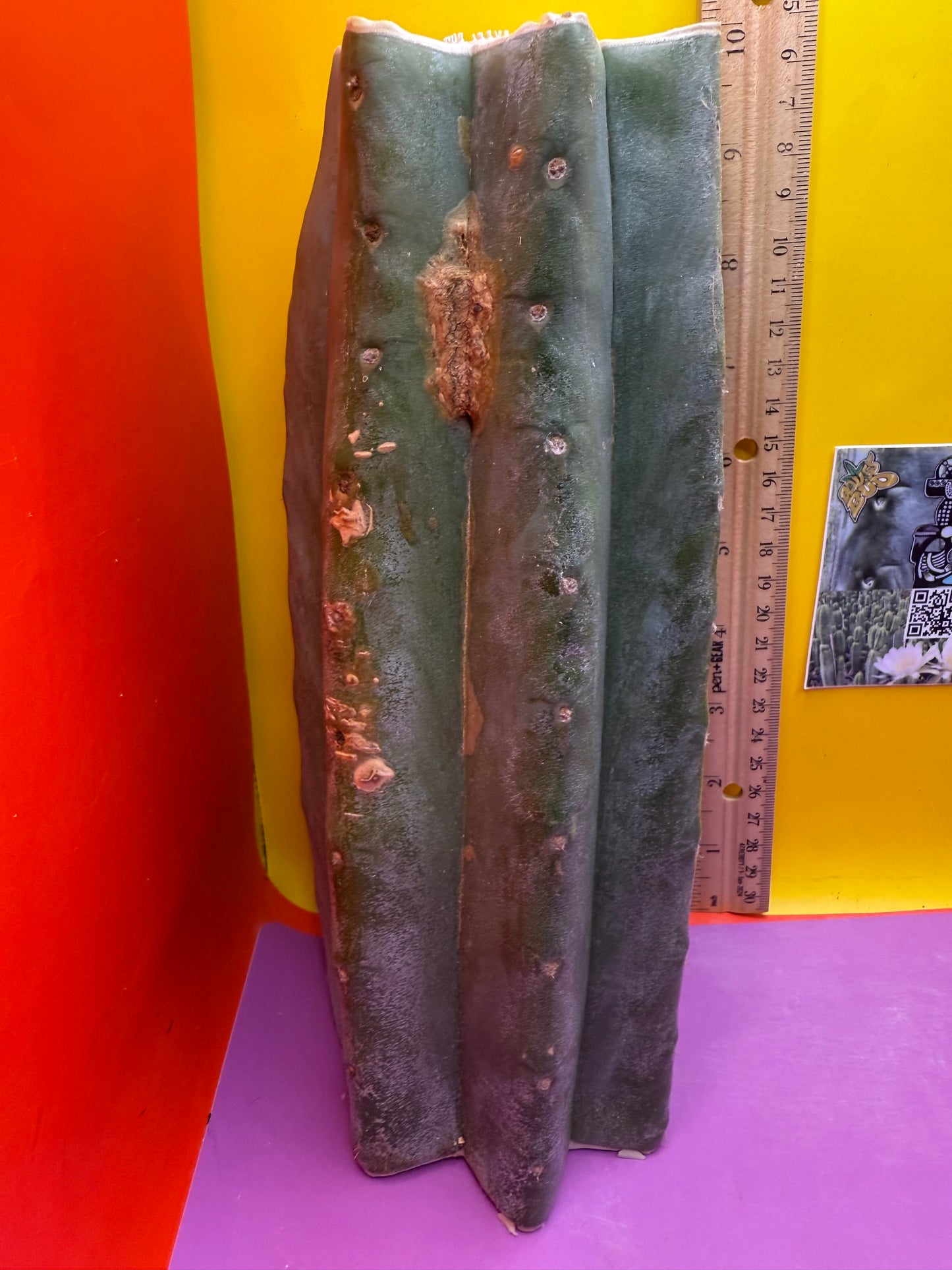 Thick Cahuilla off original motherstand ! !!!