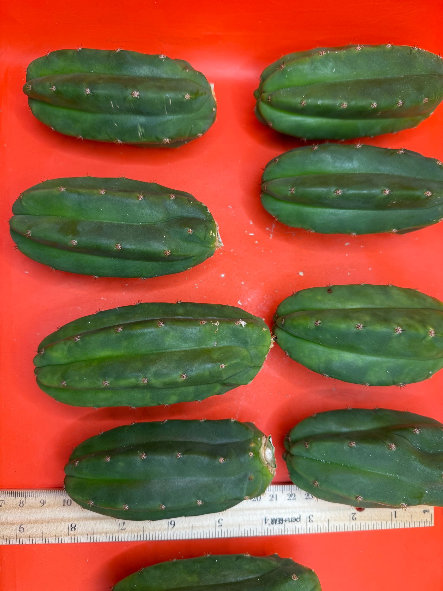 San Pedro Cactus !