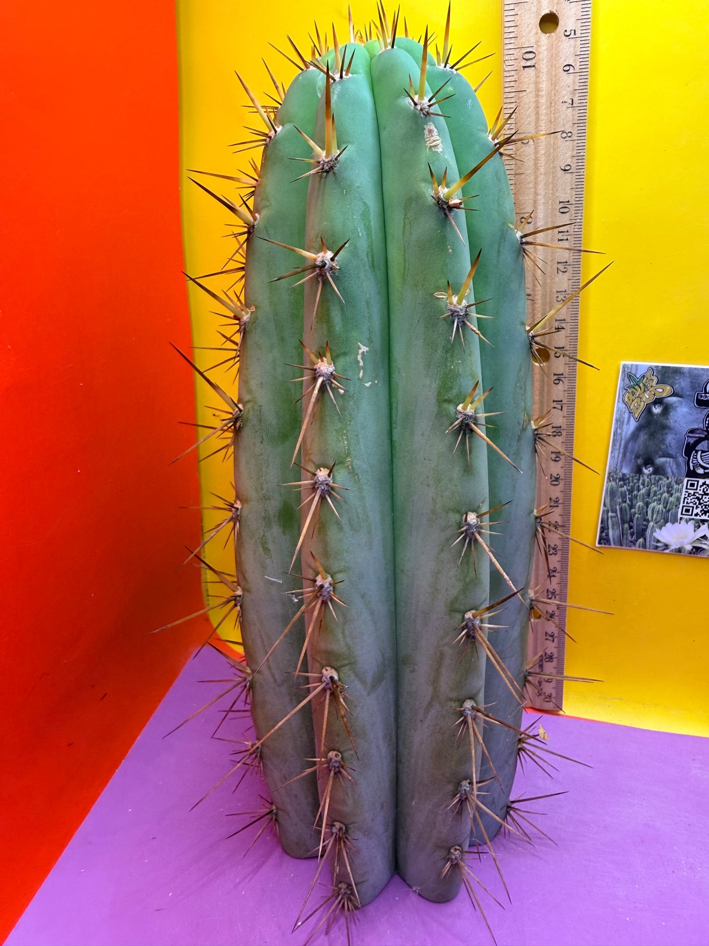 “Serra blue” San Pedro Cactus !