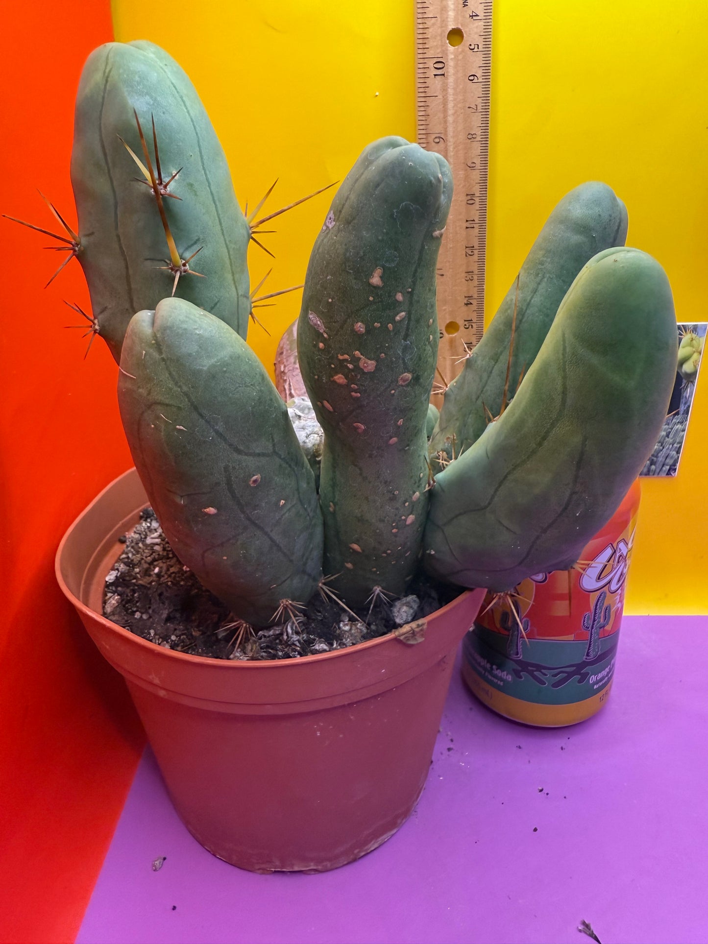 BIG OLE’ TBM stand ! The biggest available this week !