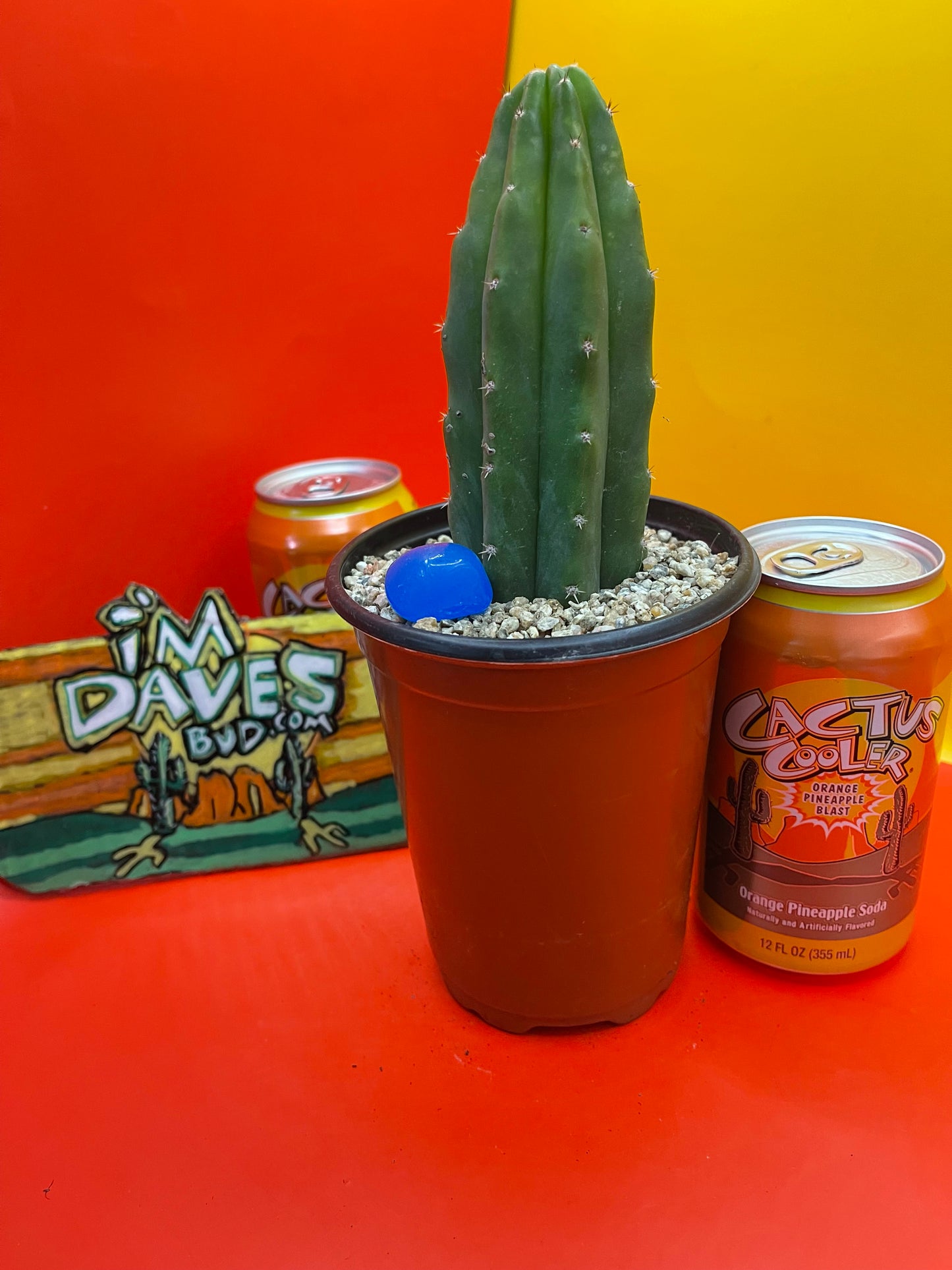 SAN PEDRO CACTUS - potted