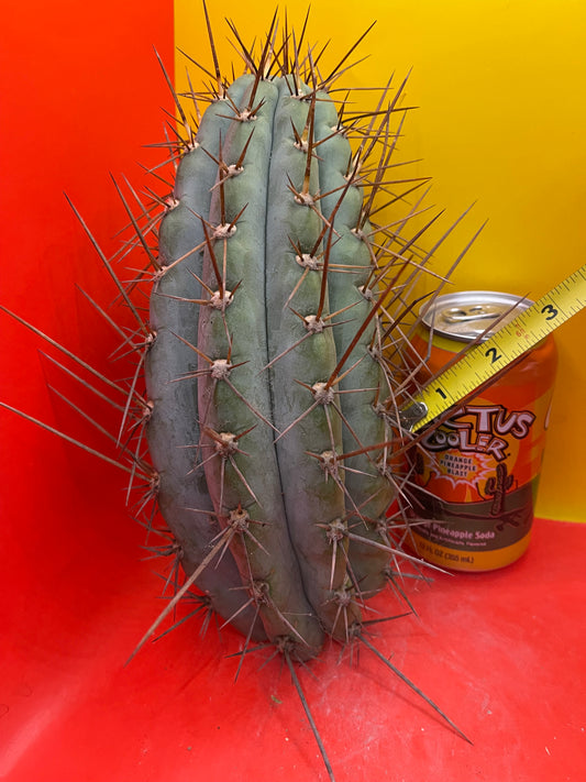 4” thick with 3” spines !!! SERRA BLUE rare Trichocereus for sale !