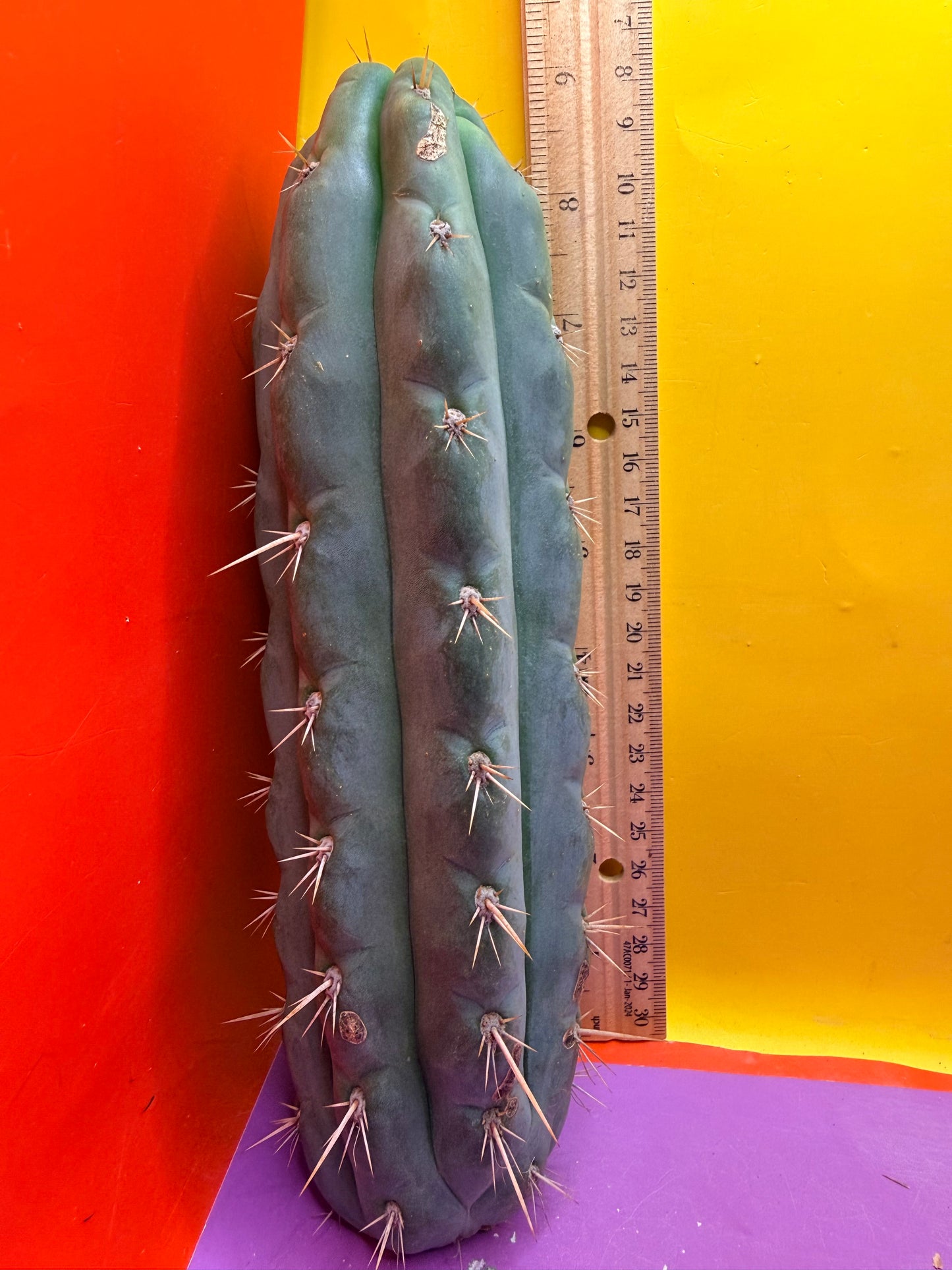 SS03 !!! TRICHOCEREUS