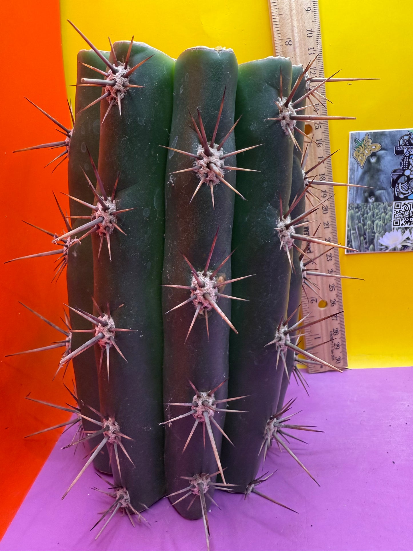Huge San Pedro Cactus 🌶️Trichocereus Tacaquirensis !