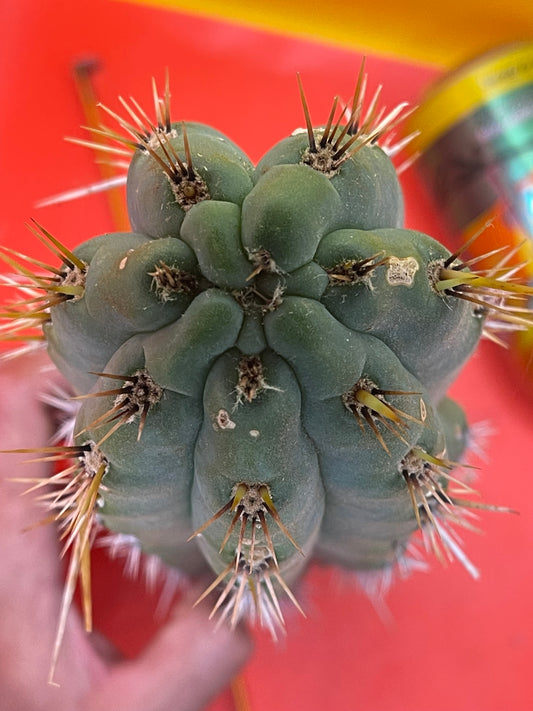 Trichocereus puquiensis