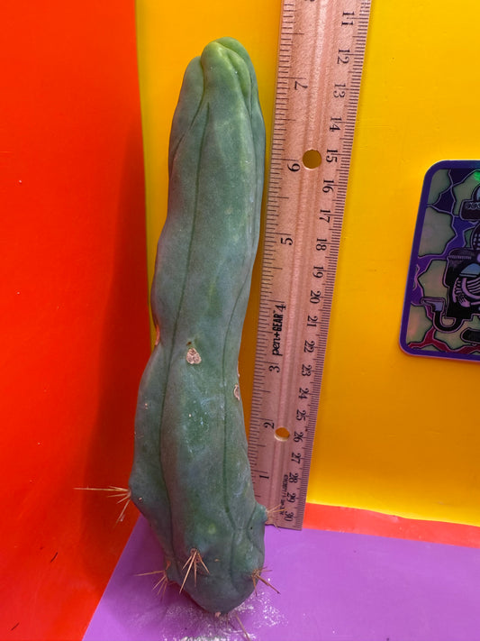 LONG FORM TBM-A cactus