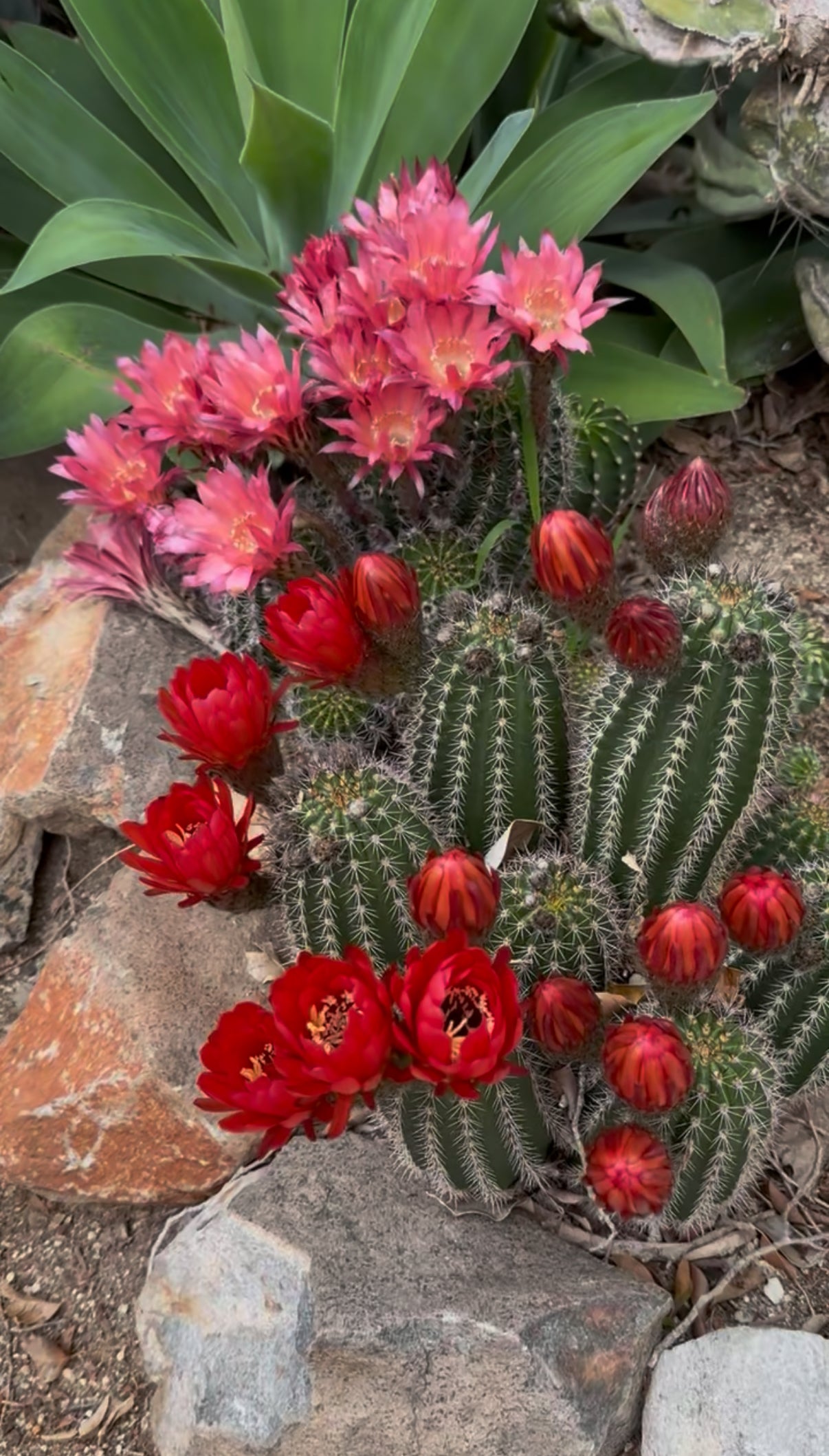 Red Lobivia purpureominiata seeds .