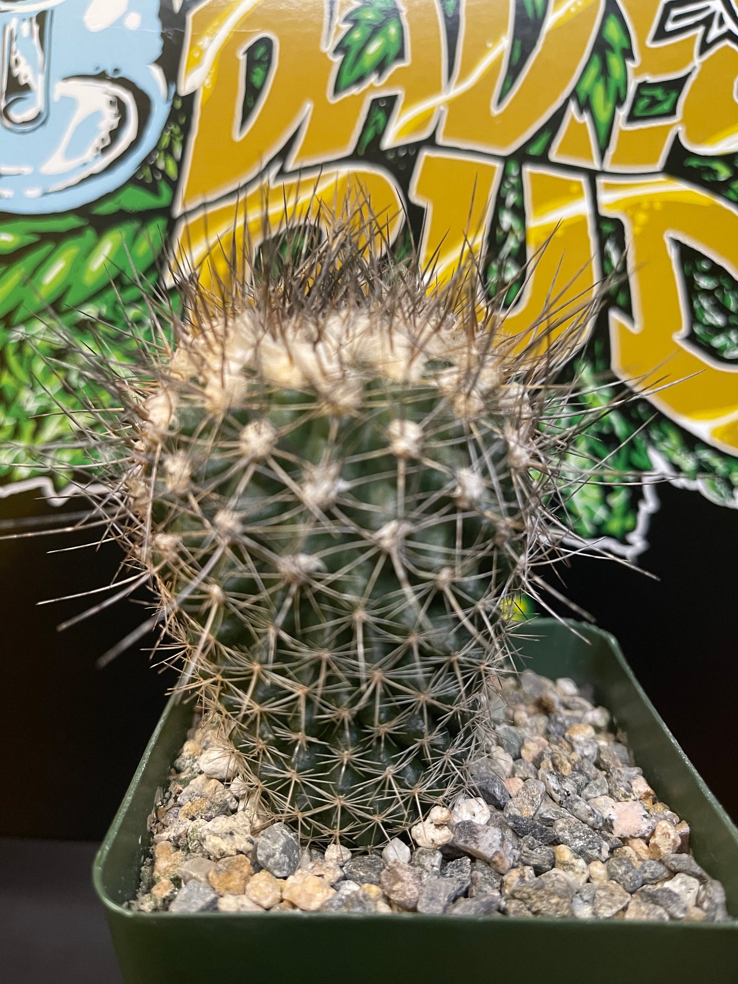 Copiapoa Paposoensis  🌵1