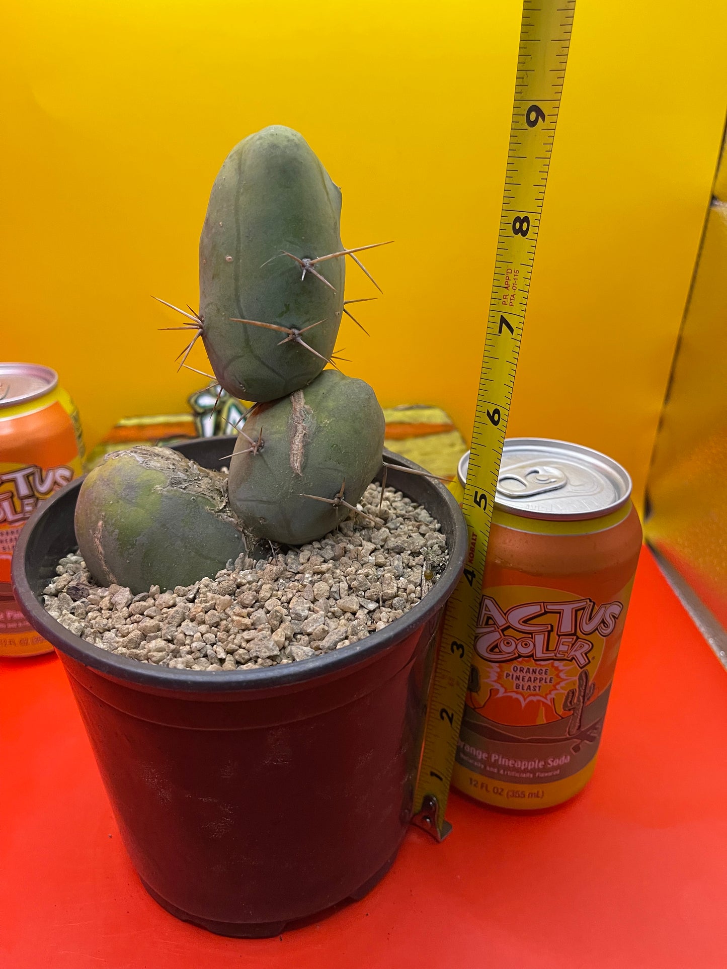 TBM cactus for sale