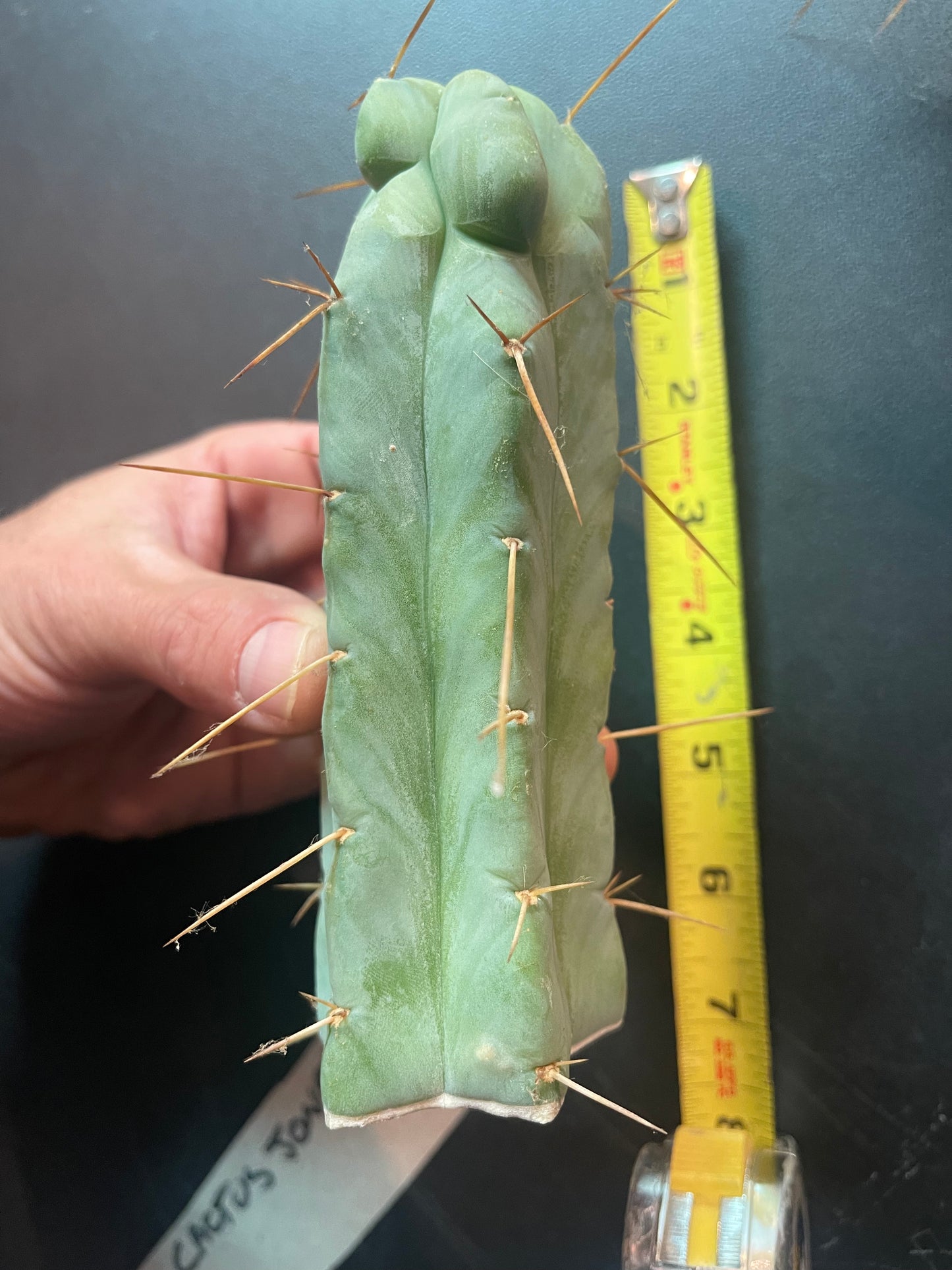 “SON OF RON” trichocereus bridgesii